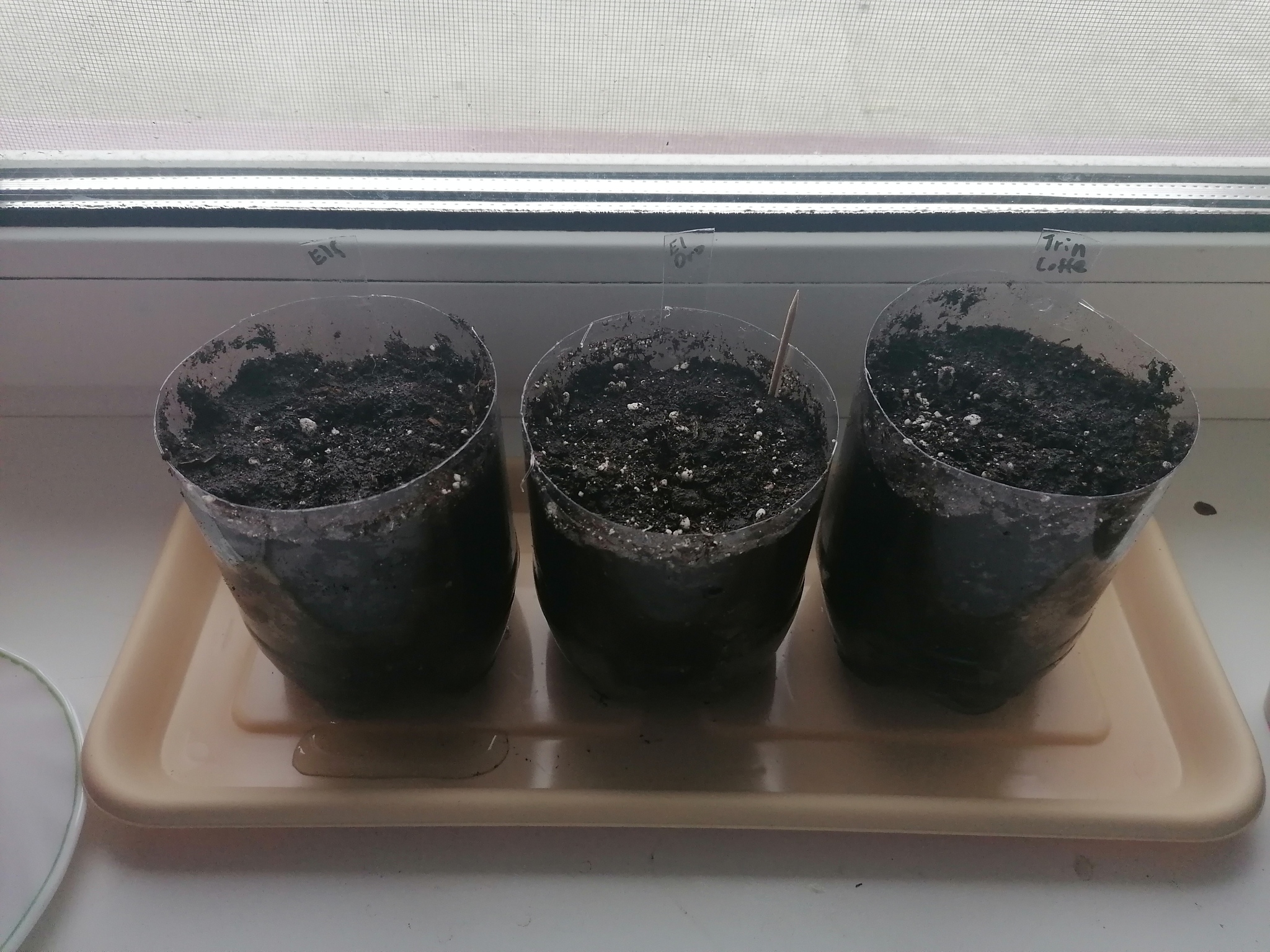 My first peppers - My, Pepper, Seedling, Longpost