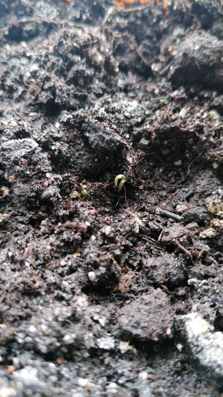 My first peppers - My, Pepper, Seedling, Longpost