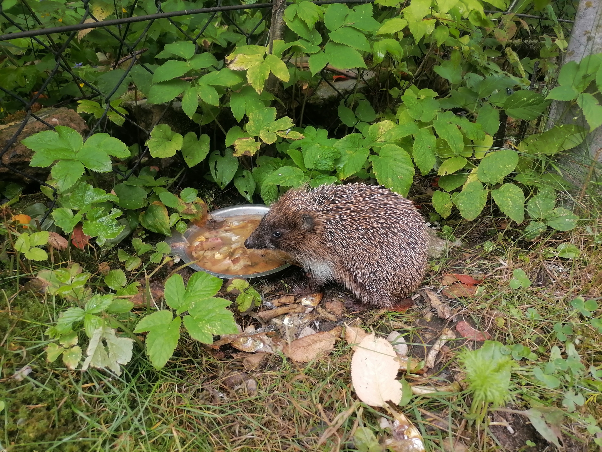 Hedgehog - My, Hedgehog, Mobile photography, Dacha, Village