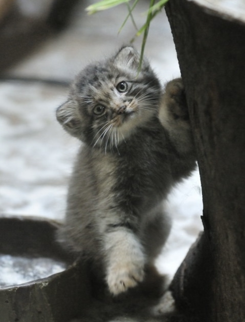 Good morning everyone - Pallas' cat, cat