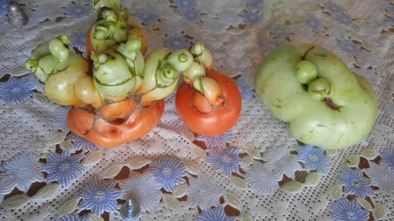 Harvest - My, Harvest, Tomatoes, Garden, Anomaly, Longpost