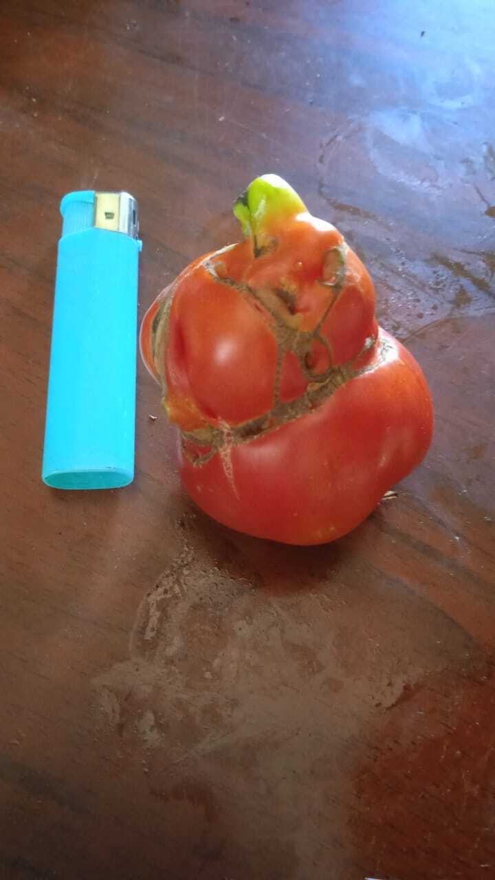 Harvest - My, Harvest, Tomatoes, Garden, Anomaly, Longpost