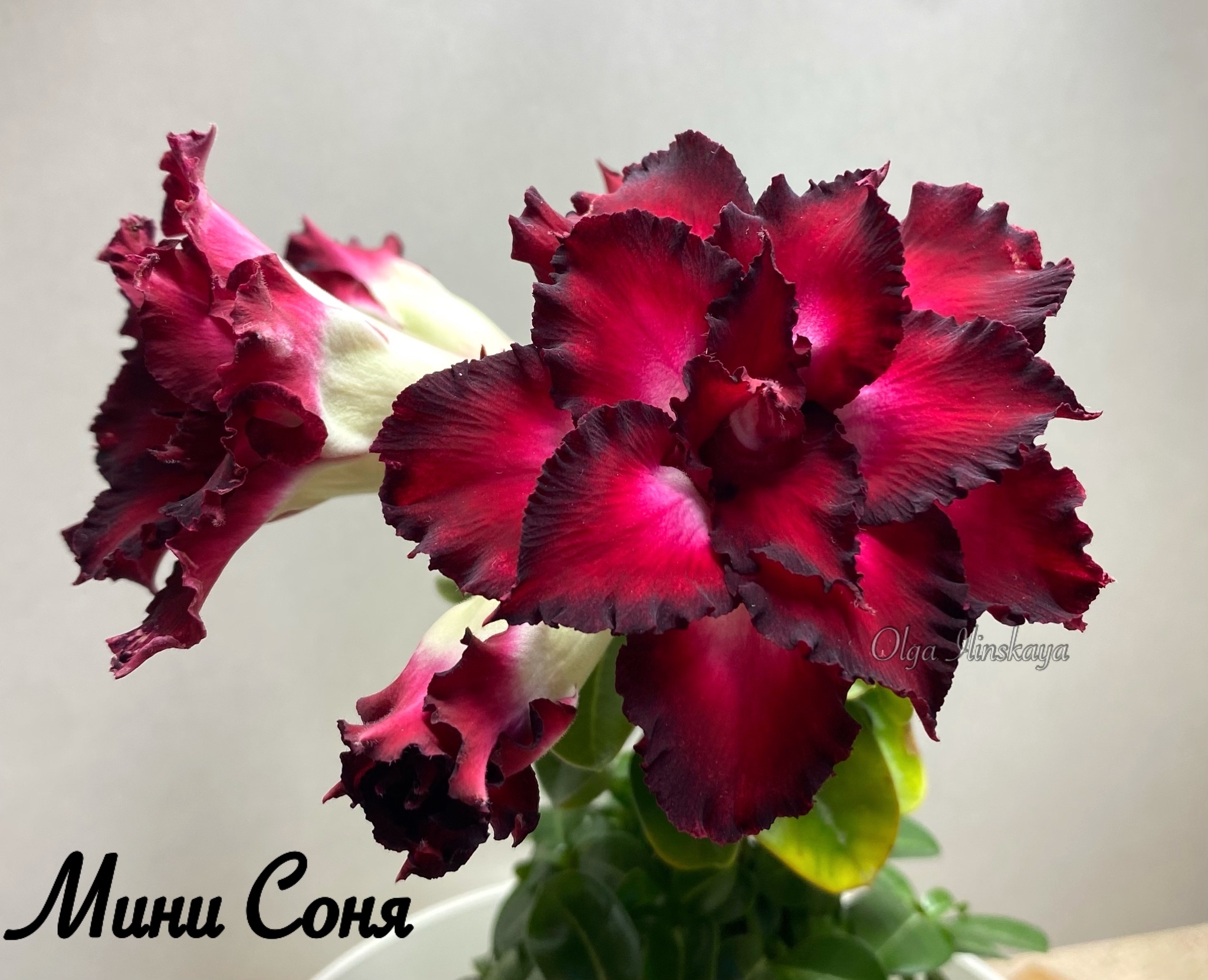 Mini adenium - My, Adenium, Flowers, Houseplants, Plants