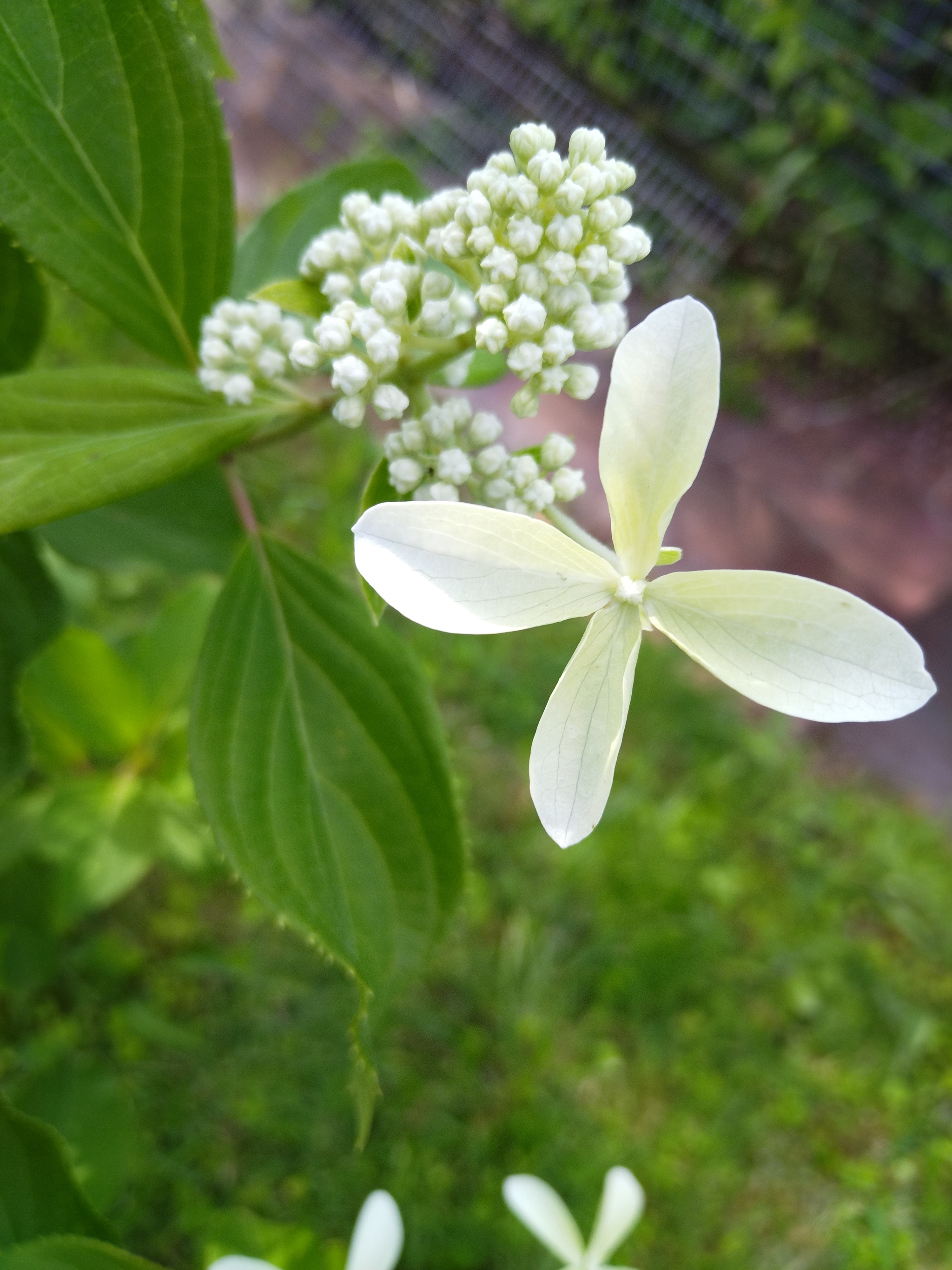 Hydrangea - My, Flowers, Hydrangeas, Dacha, Garden, Bloom, Longpost