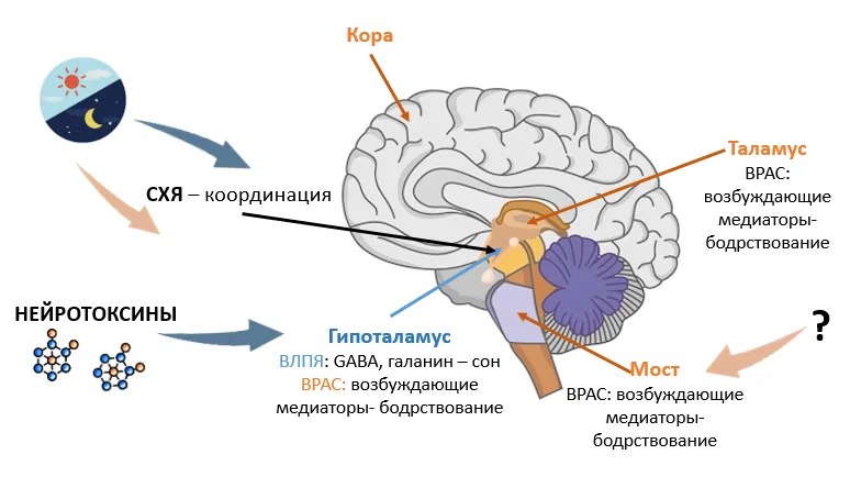 This sacred word...SLEEP - My, Dream, Physiology, Health, Longpost