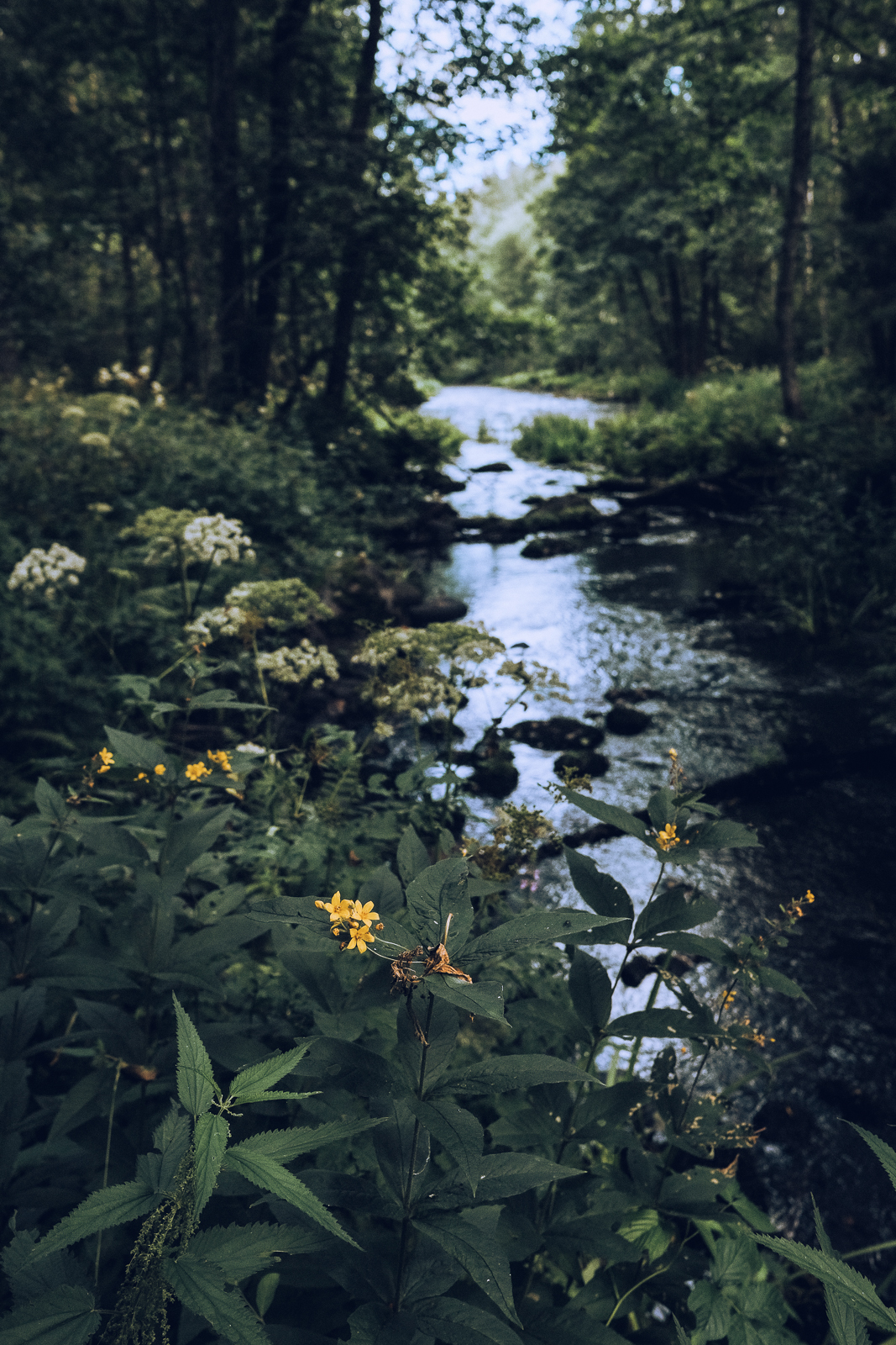 Green World - My, The photo, Hike, Nature, Camping, beauty of nature, Longpost