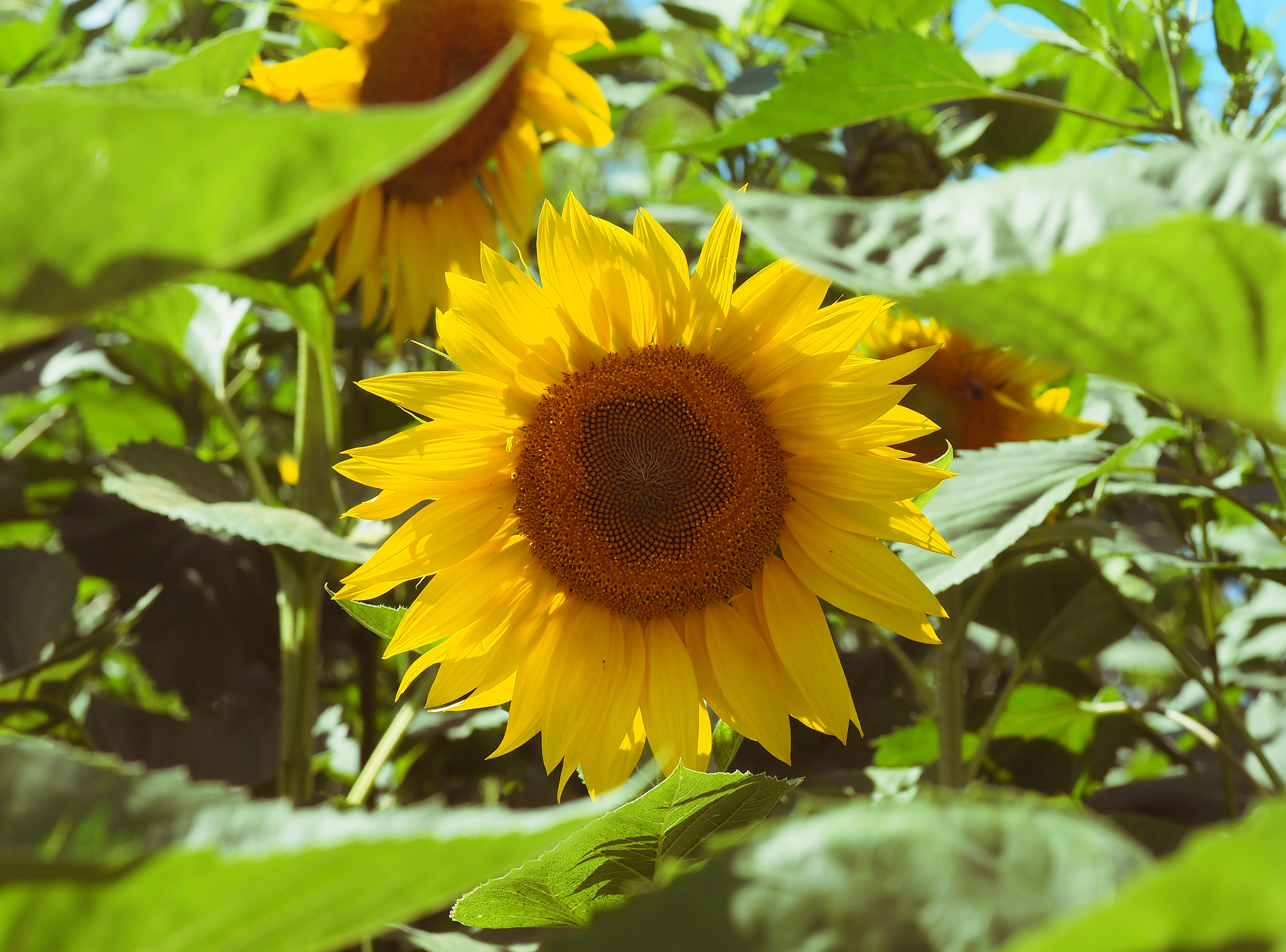 Summer - My, The photo, Sunflower, Macro photography, Flowers, Wildflowers, Dragonfly, Summer, Olympus OMD em-10 Mark II, Longpost