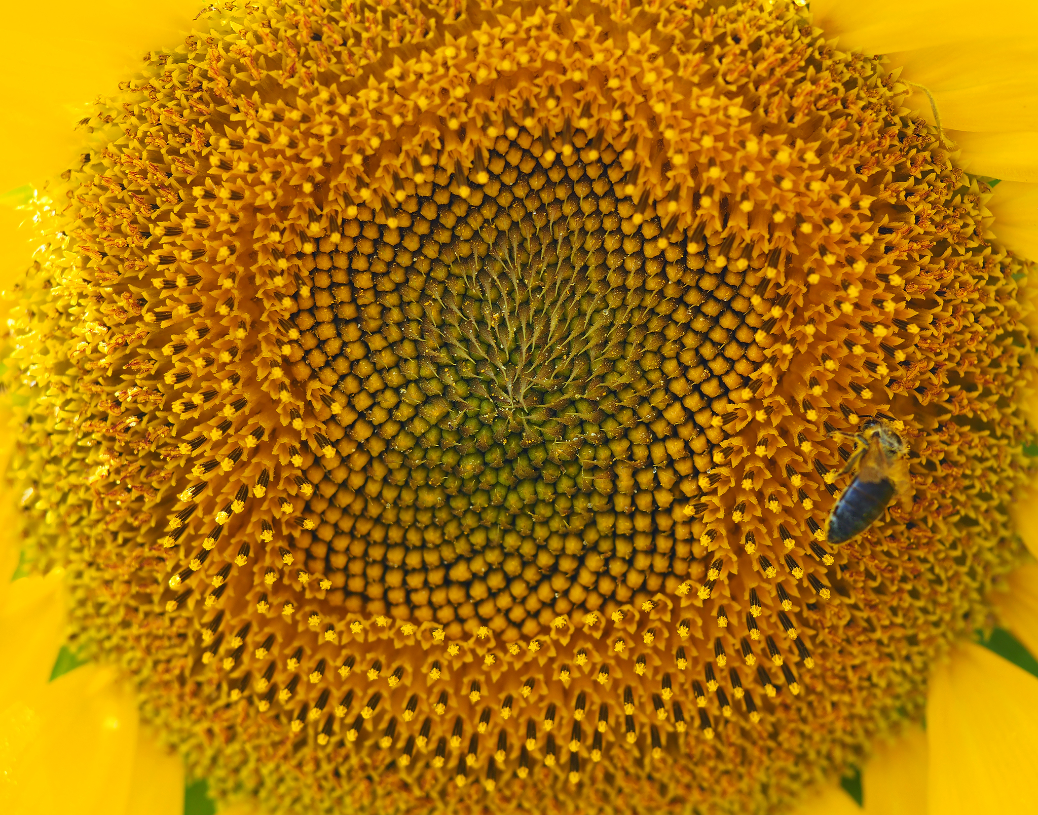 Summer - My, The photo, Sunflower, Macro photography, Flowers, Wildflowers, Dragonfly, Summer, Olympus OMD em-10 Mark II, Longpost