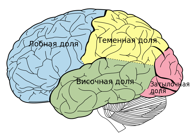 Анатомия за 1 минуту. Функции коры головного мозга | Пикабу