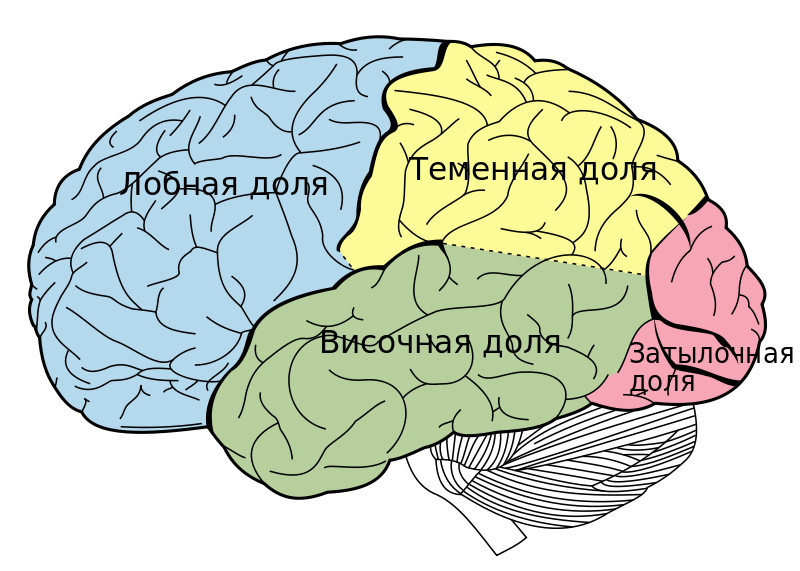 Anatomy in 1 minute. Functions of the cerebral cortex - My, The science, Brain, The medicine, Nauchpop, Self-development, Anatomy