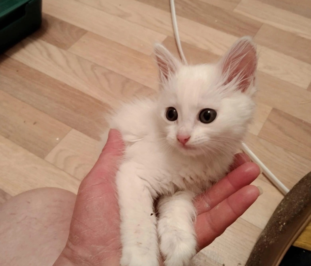 Kittens are looking for a home! - Kittens, No rating, Pets, Longpost, cat, Kaluga, Kaluga region, In good hands