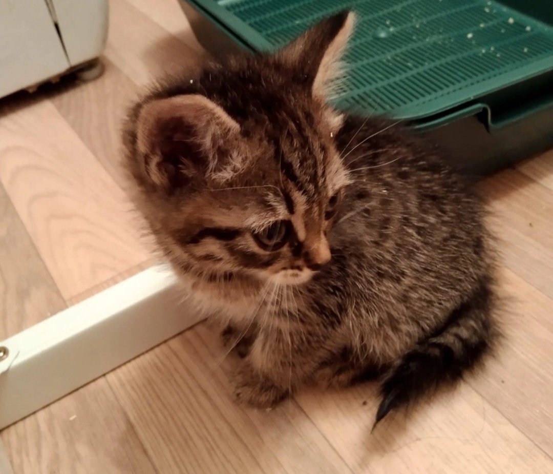 Kittens are looking for a home! - Kittens, No rating, Pets, Longpost, cat, Kaluga, Kaluga region, In good hands