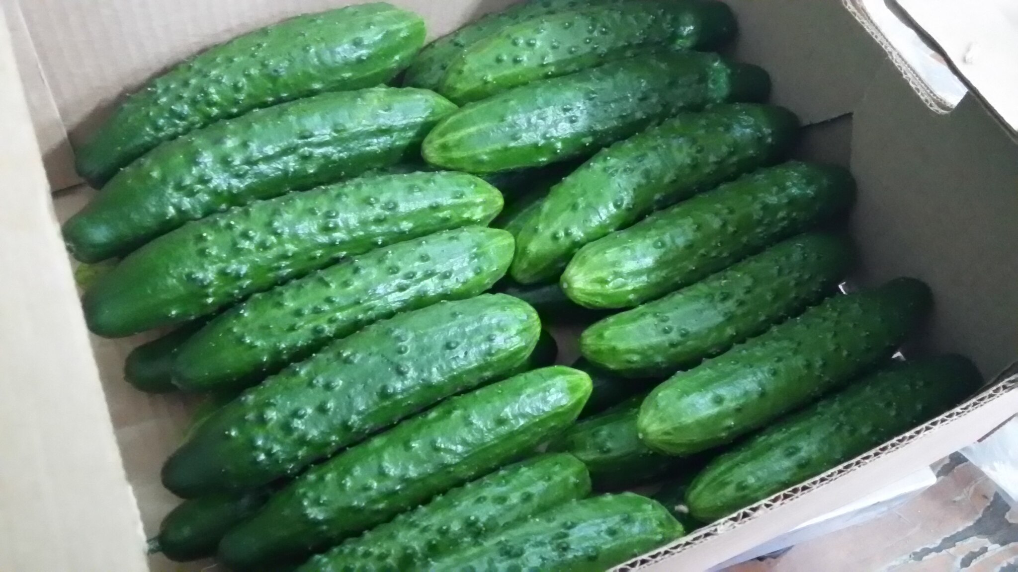 Gratitude is different - My, Cucumbers, Gratitude, Good mood, Thank you