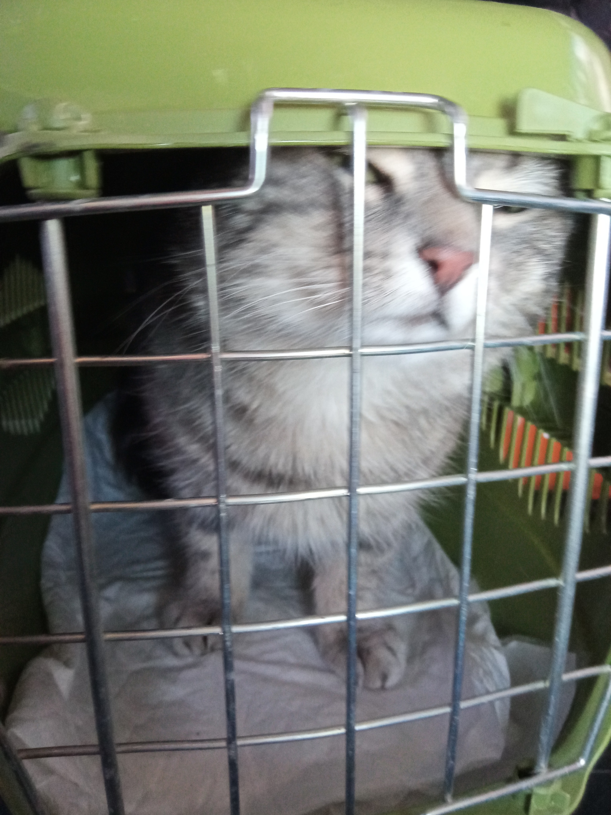 Continuation of the post “I continue to treat the domestic cat Musya, which was attacked by the owner's dog. We're going for a CT scan with contrast - My, cat, Injury, Animal Rescue, Veterinary, Reply to post, Longpost