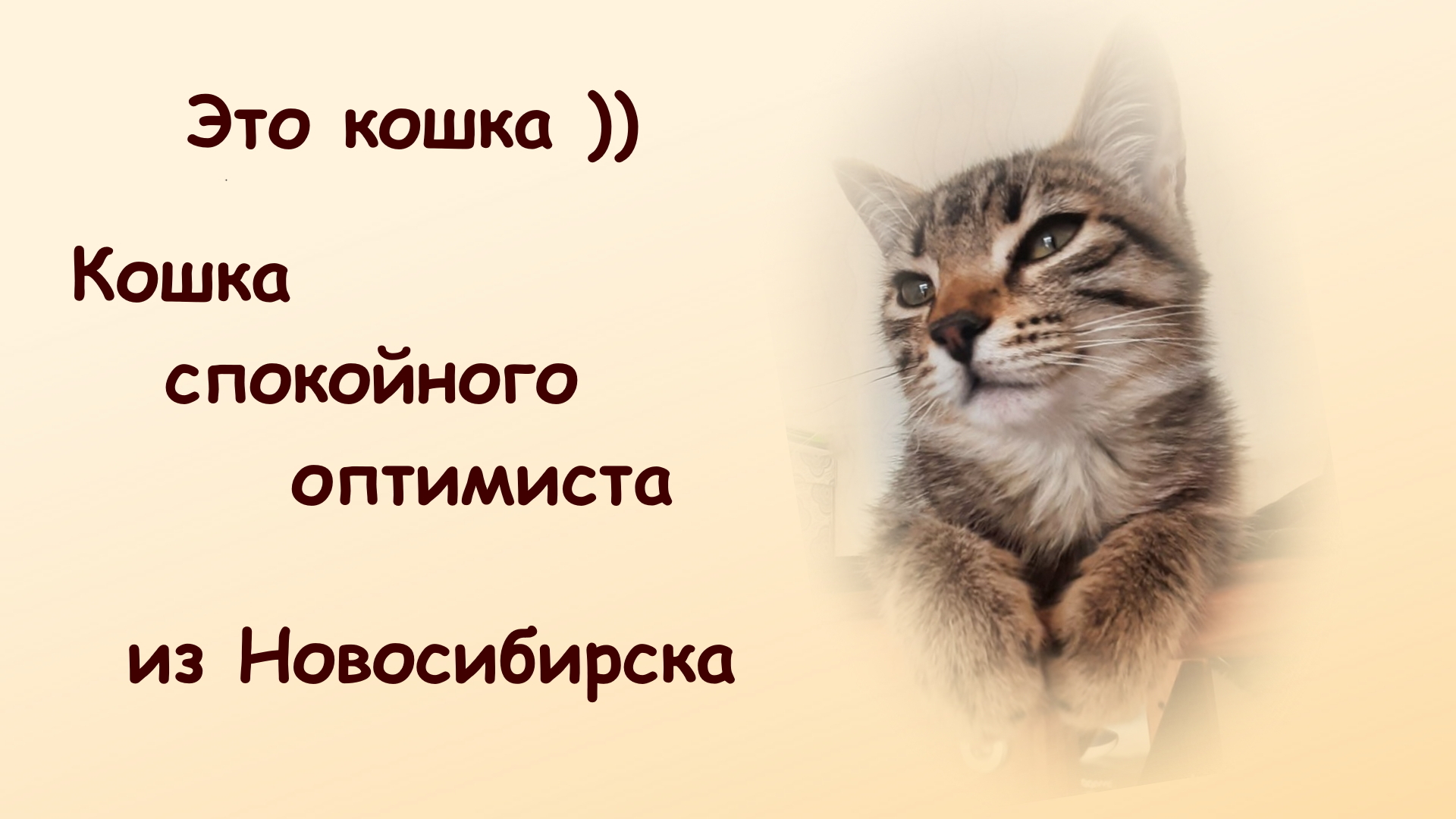 Calm optimist cat - My, Pets, Kittens, Novosibirsk, Homeless animals, In good hands, Video, Youtube, Longpost, cat, No rating