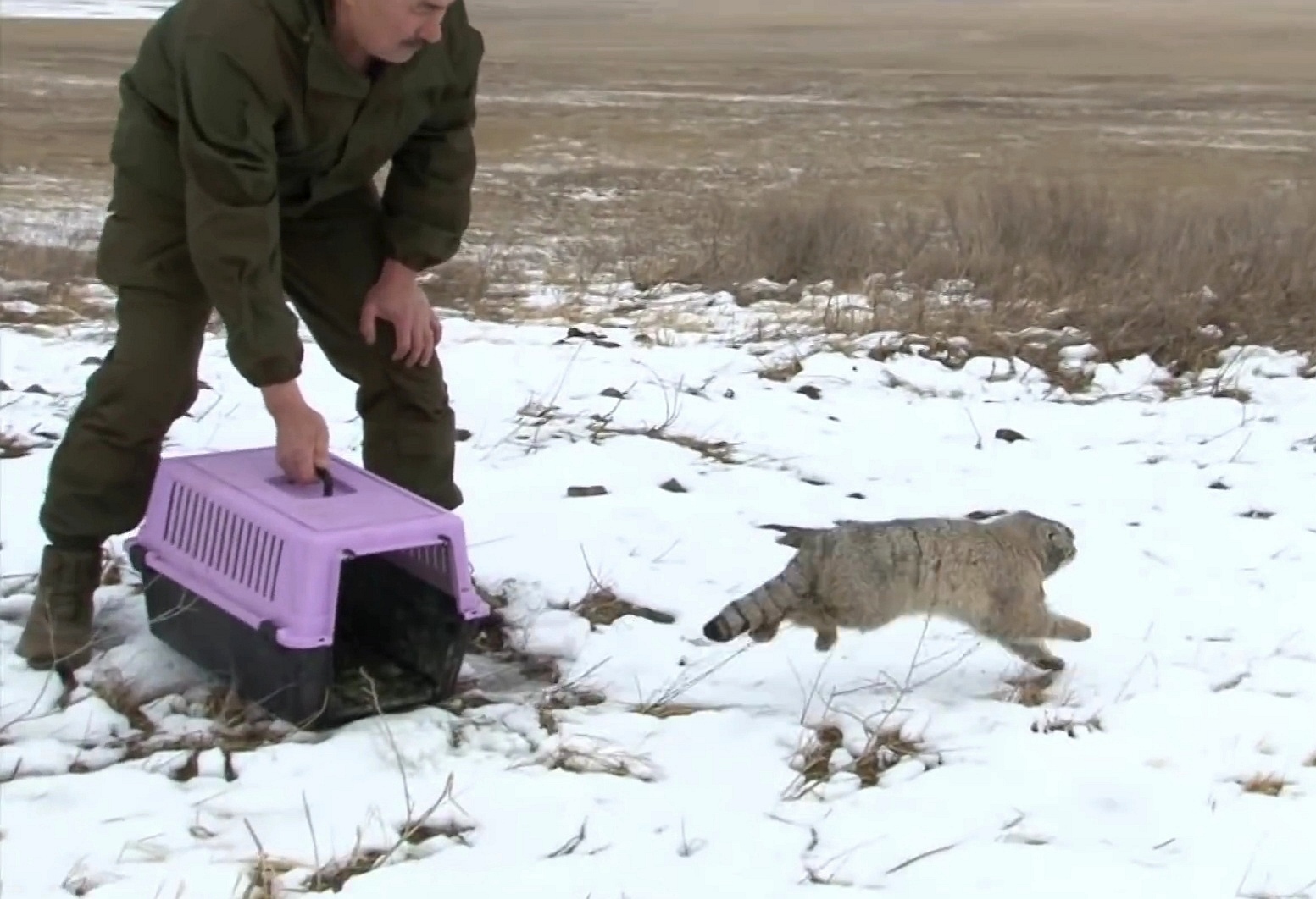 Freedom!!! - Pallas' cat, Pet the cat, Small cats, Cat family, Predatory animals, Wild animals, The photo, Longpost, Video, Youtube