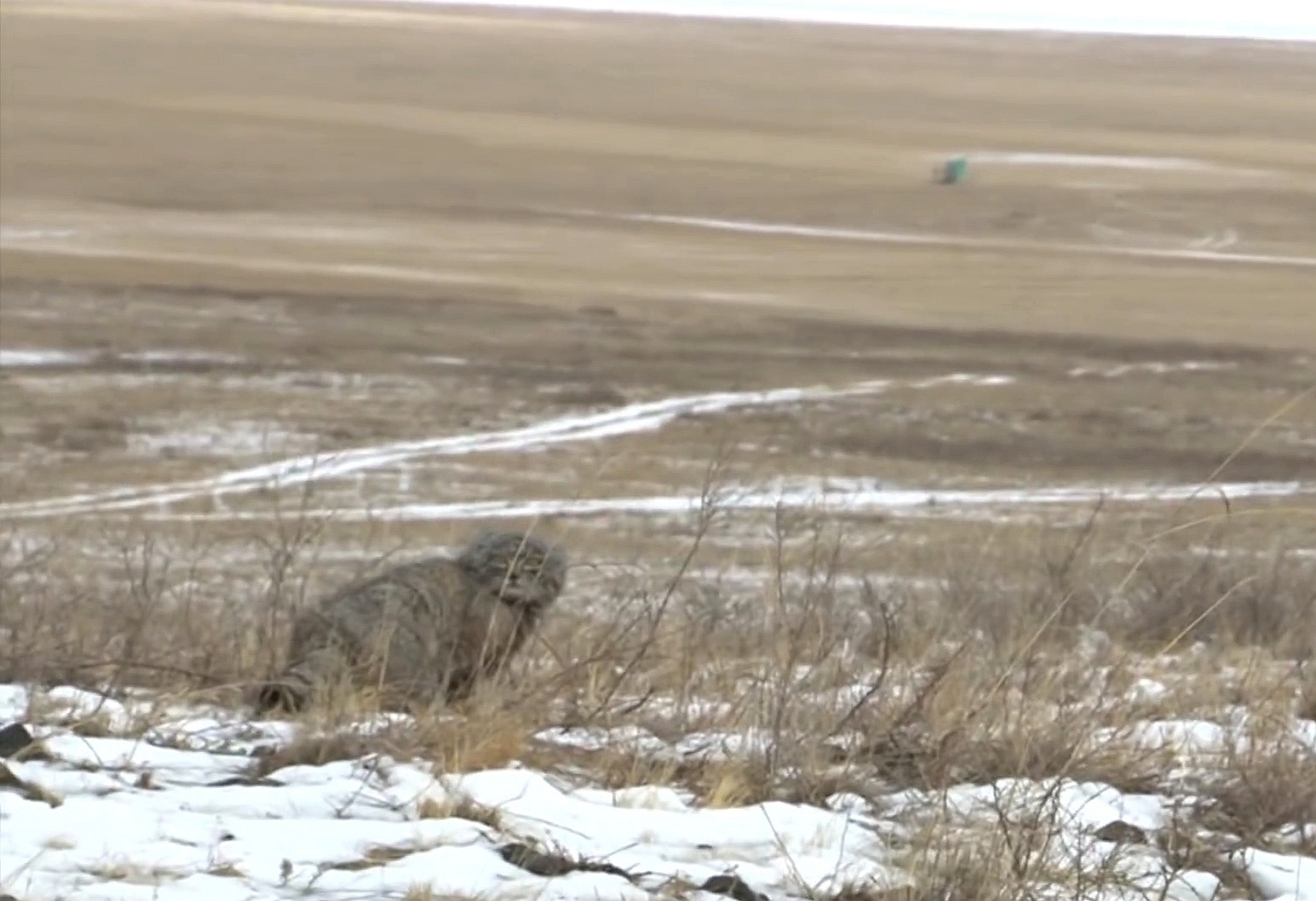 Freedom!!! - Pallas' cat, Pet the cat, Small cats, Cat family, Predatory animals, Wild animals, The photo, Longpost, Video, Youtube