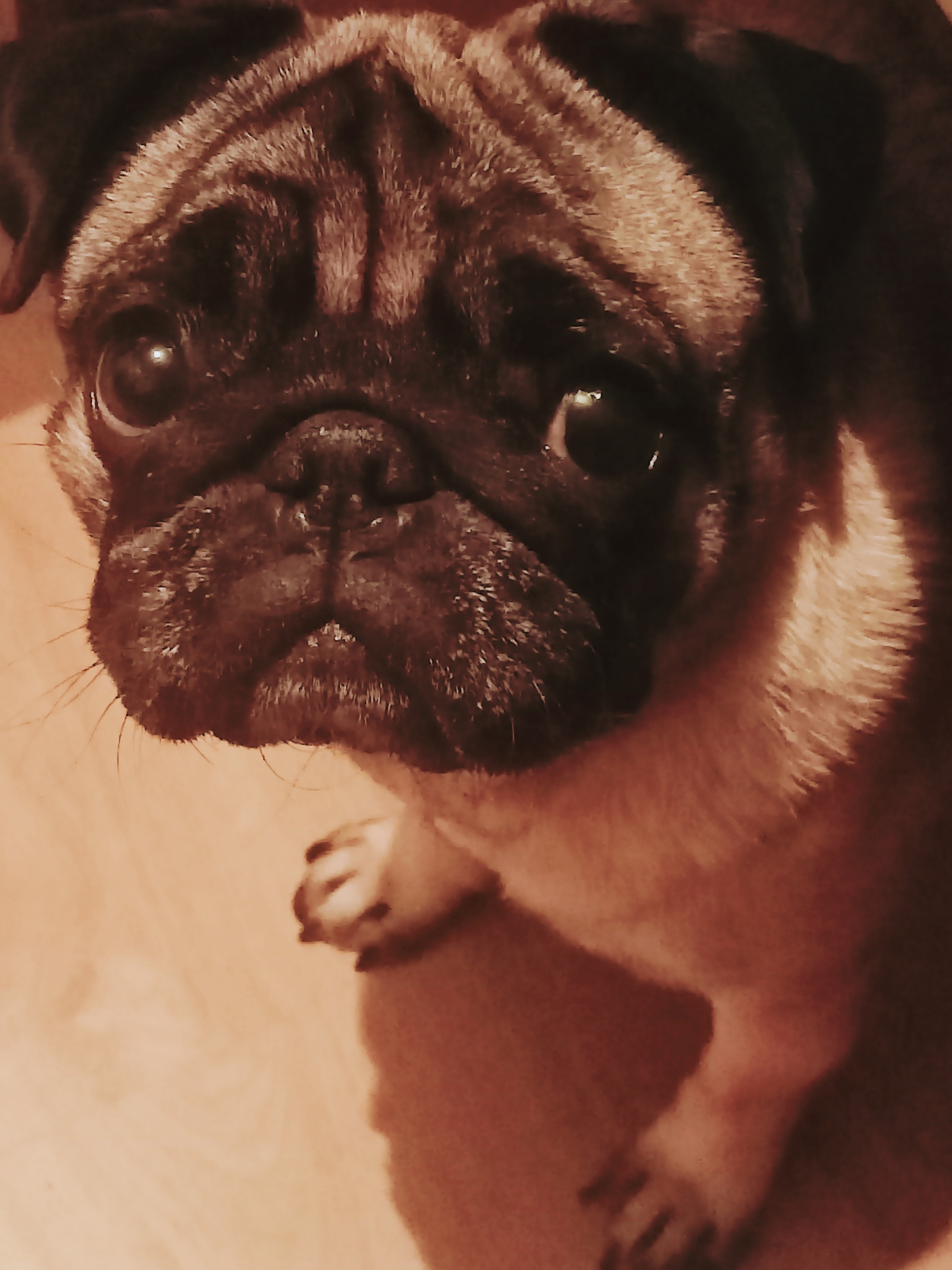 Pug - My, Pug, Dog, Pets, Longpost