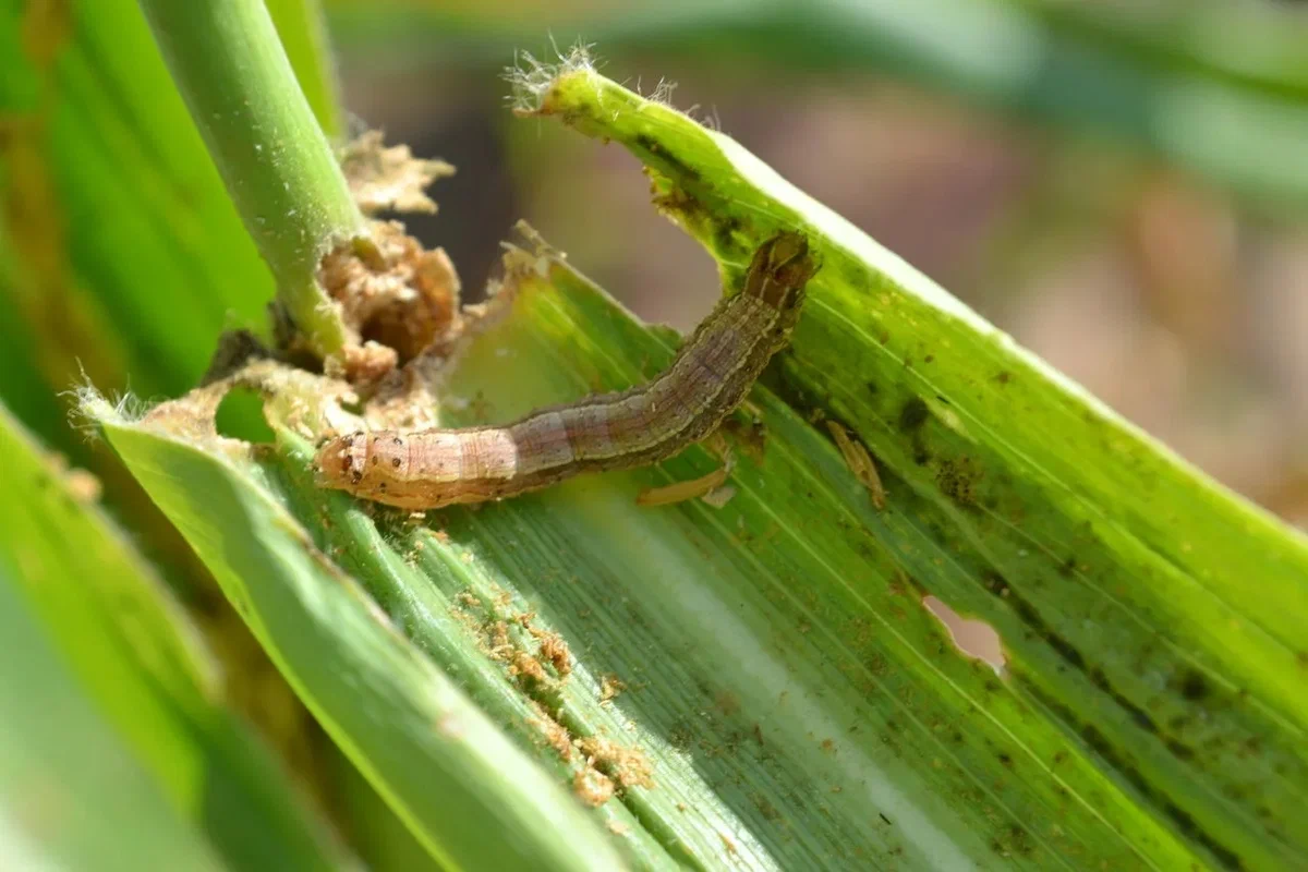 Common Grain Armyworm: One of the most feared pests of crops. Even in Siberia, they eat up to 10% of the crop per season. - Scoop, Insects, Butterfly, Animal book, Yandex Zen, Longpost