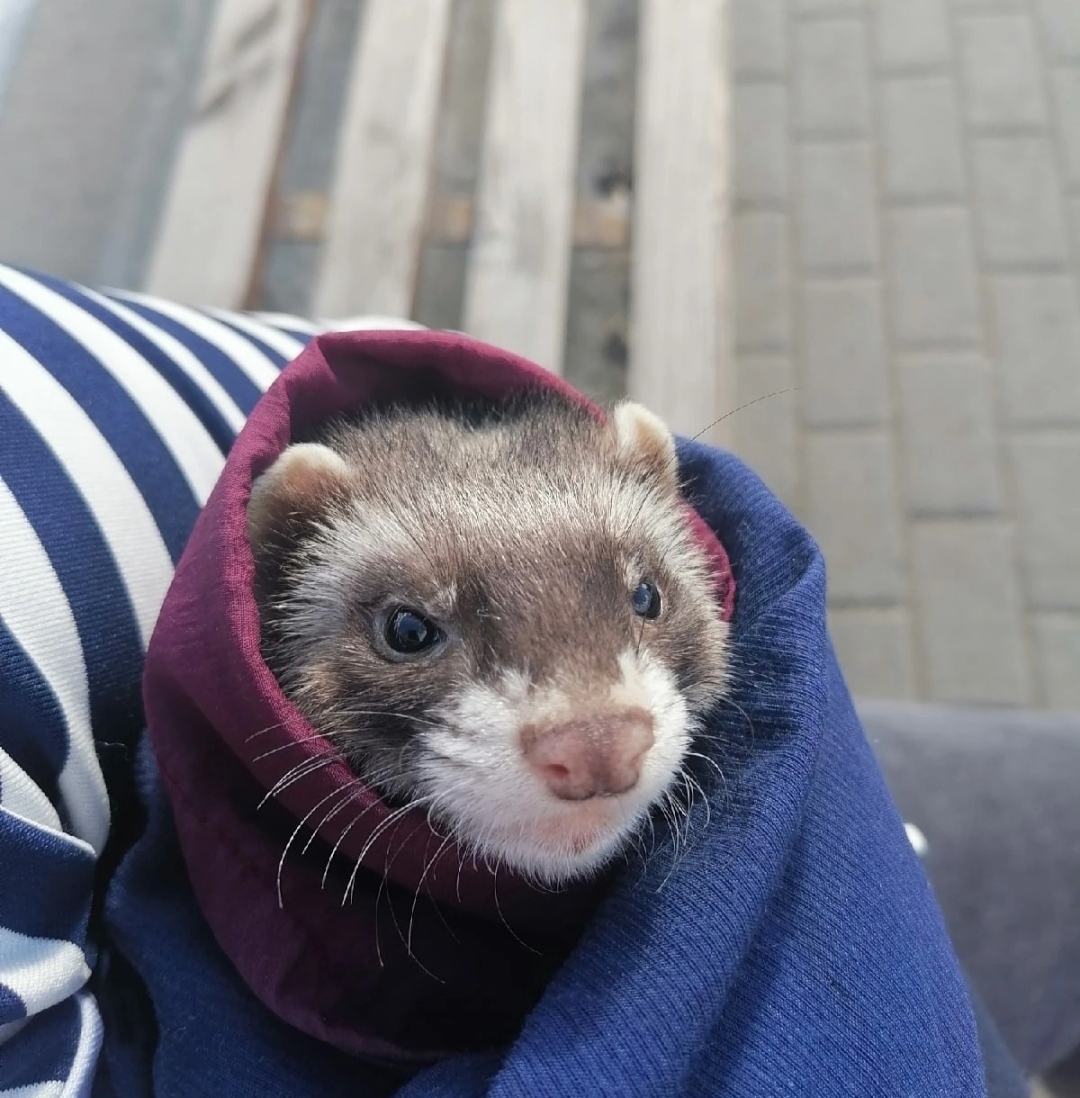 Chelyabinsk! The ferret is looking for a new family! - My, Ferret, Chelyabinsk, Pets, Search