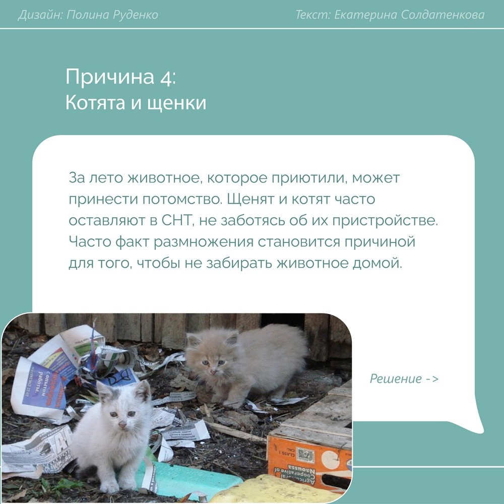 Котиков и собачек оставляют зимовать на дачах без пищи и крыши над головой - Без рейтинга, Кот, Собака, Бездомные животные, Помощь животным, Длиннопост