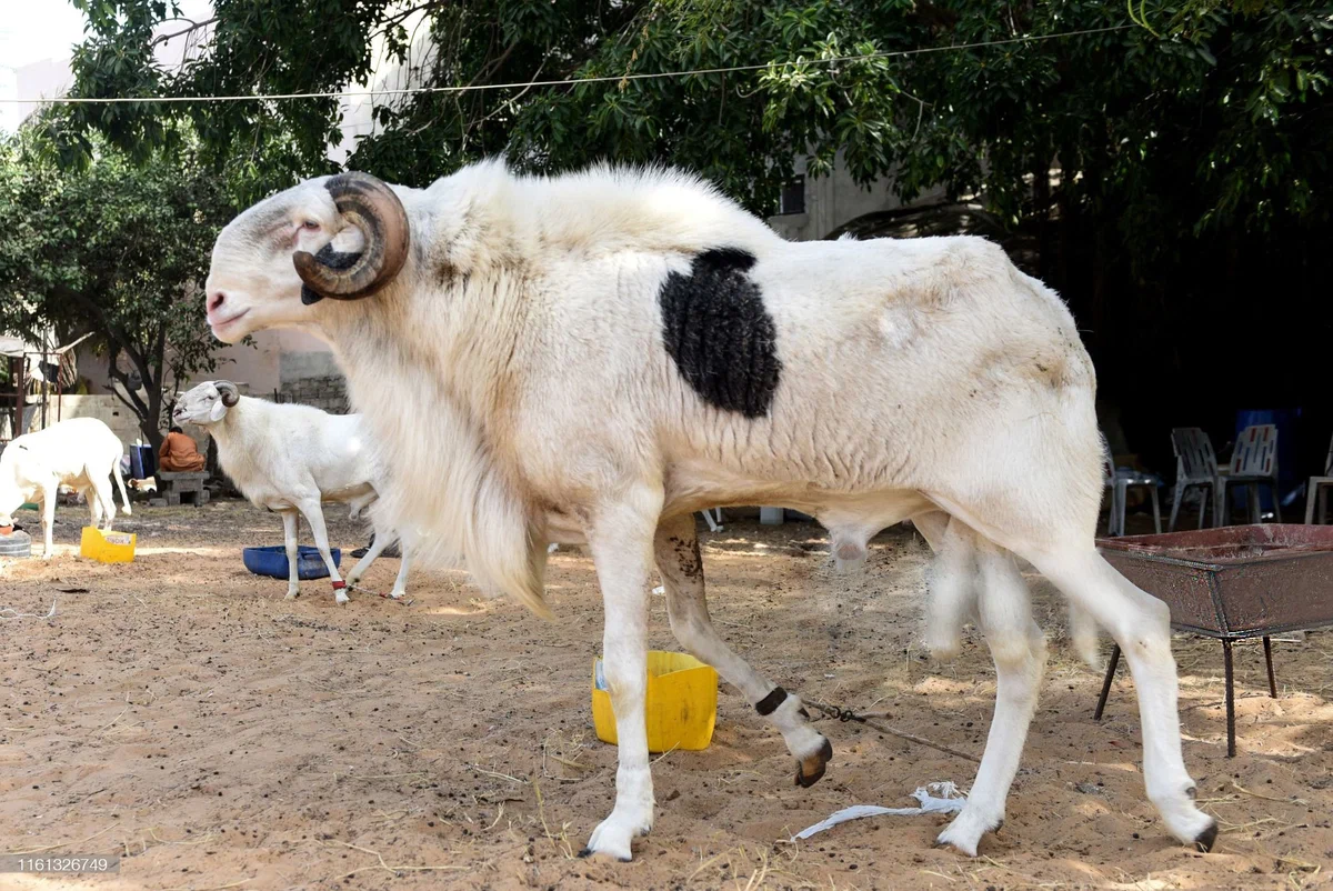 Ladum Sheep: We take out loans for cars, and Africans take out loans for sheep. One lamb of this breed costs like an apartment. Why such a price? - Sheeps, Animal book, Yandex Zen, Longpost, Artiodactyls, Animals