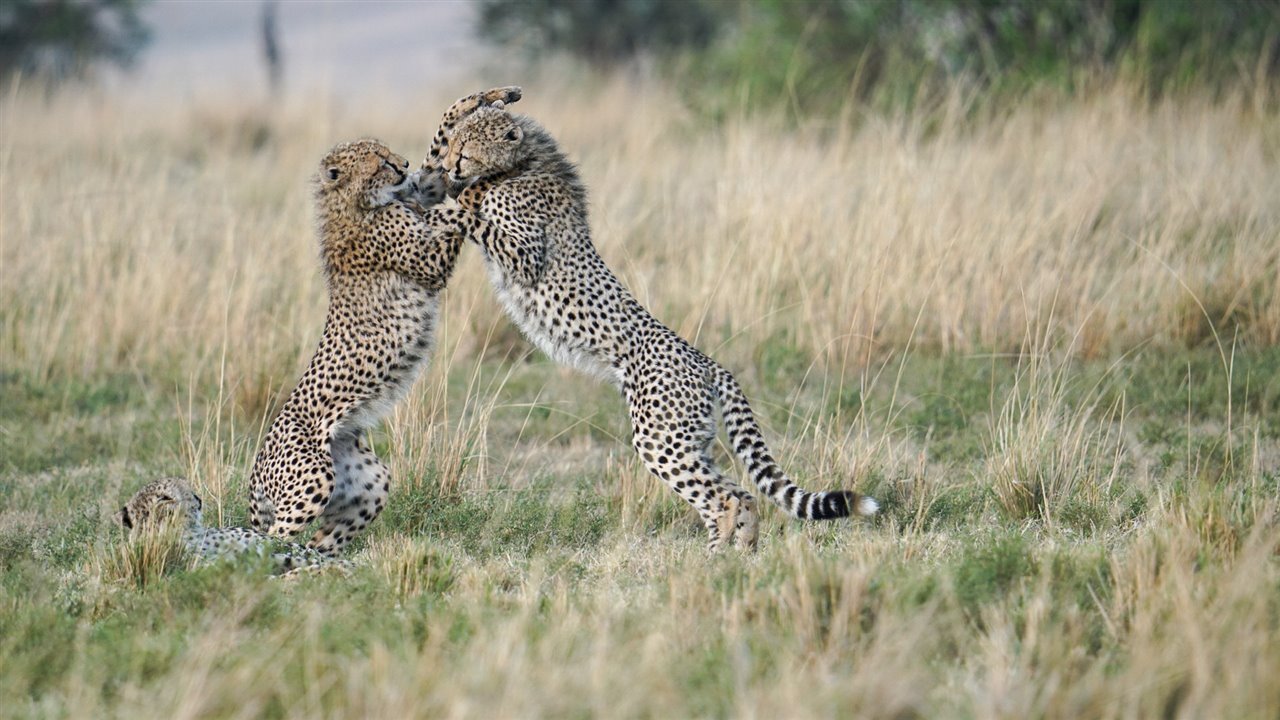 Struggle - Cheetah, Rare view, Small cats, Cat family, Predatory animals, Mammals, Animals, Wild animals, wildlife, Nature, Reserves and sanctuaries, Masai Mara, Africa, The photo, Young, Animal games