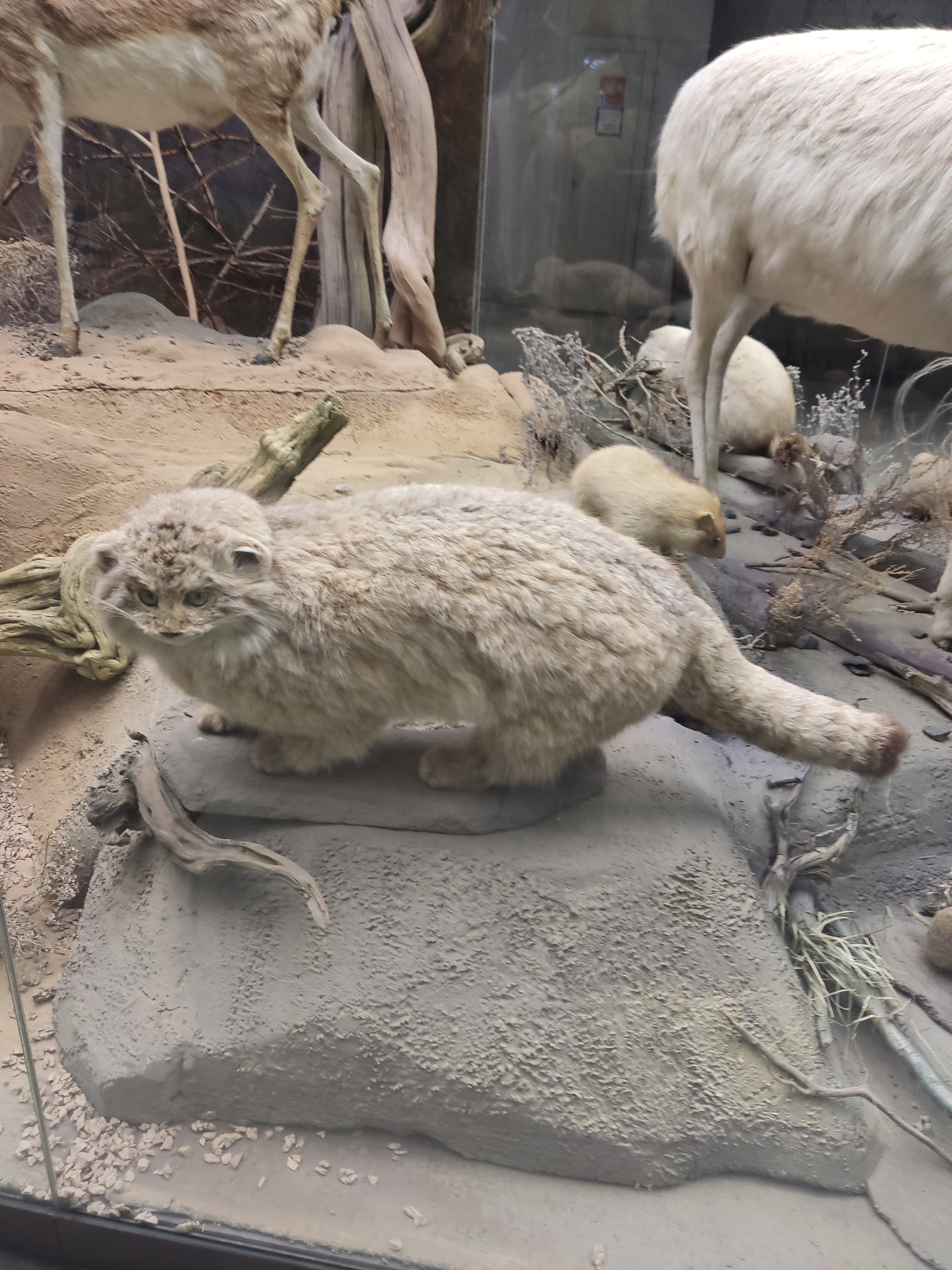 Manuls that did not have time to stroke ... - My, Pallas' cat, Pet the cat, Museum, Darwin Museum, Scarecrow, Exhibit, Longpost