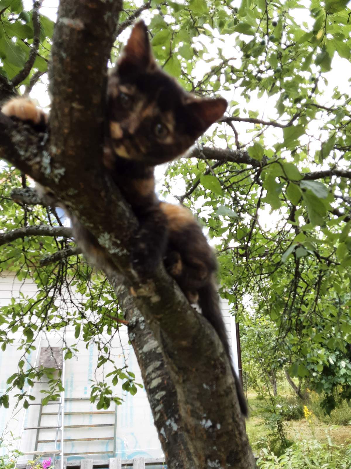 Котята в добрые руки - Моё, Подмосковье, Котята, В добрые руки, Без рейтинга, Длиннопост, Кот, Московская область