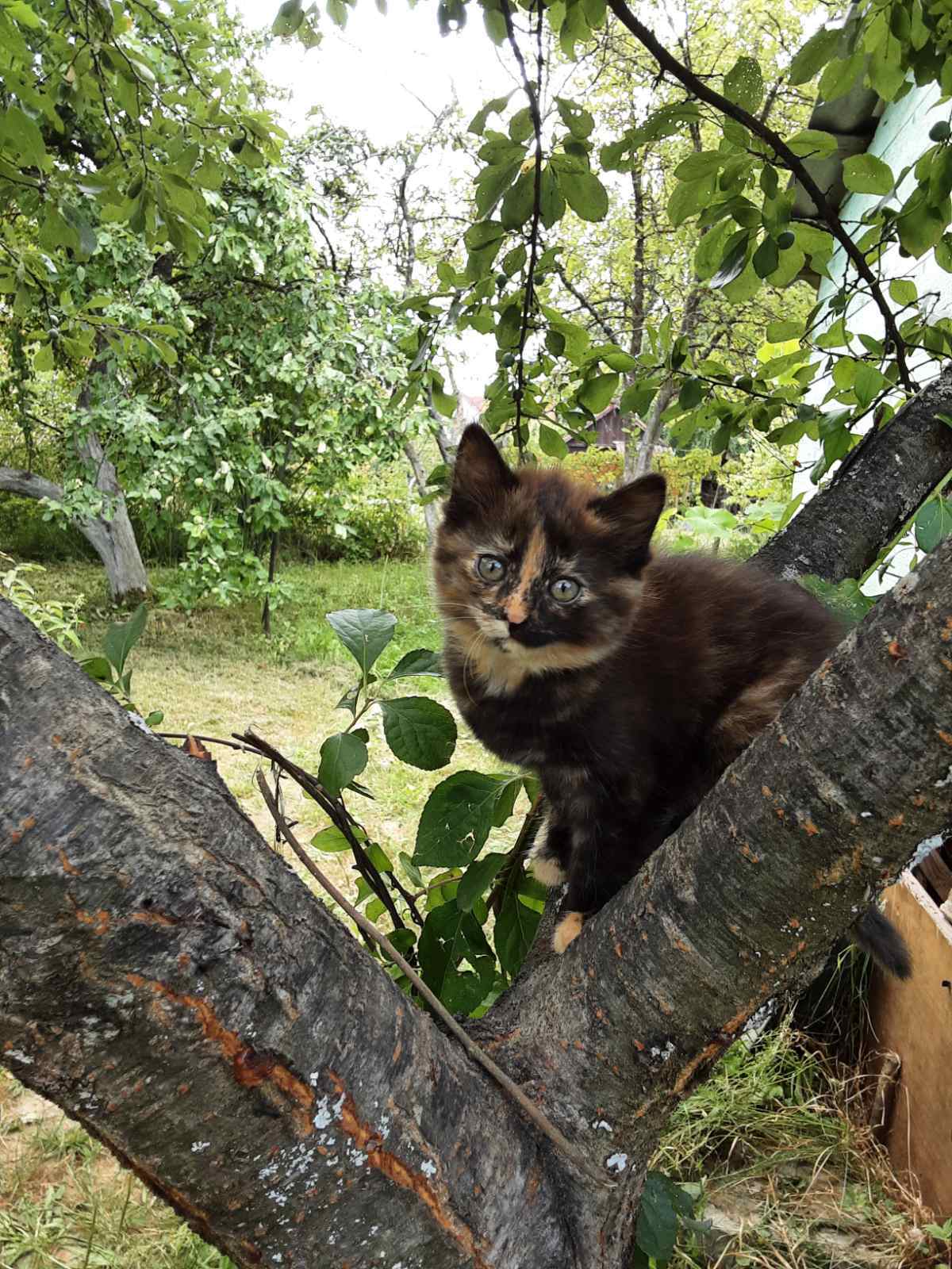 Котята в добрые руки - Моё, Подмосковье, Котята, В добрые руки, Без рейтинга, Длиннопост, Кот, Московская область