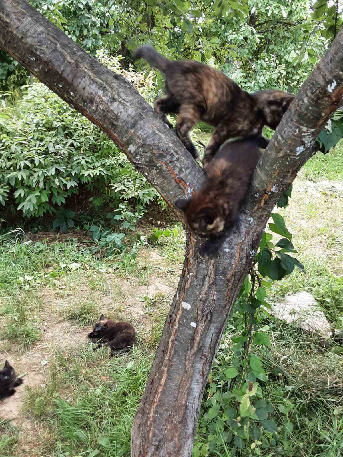 Котята в добрые руки - Моё, Подмосковье, Котята, В добрые руки, Без рейтинга, Длиннопост, Кот, Московская область