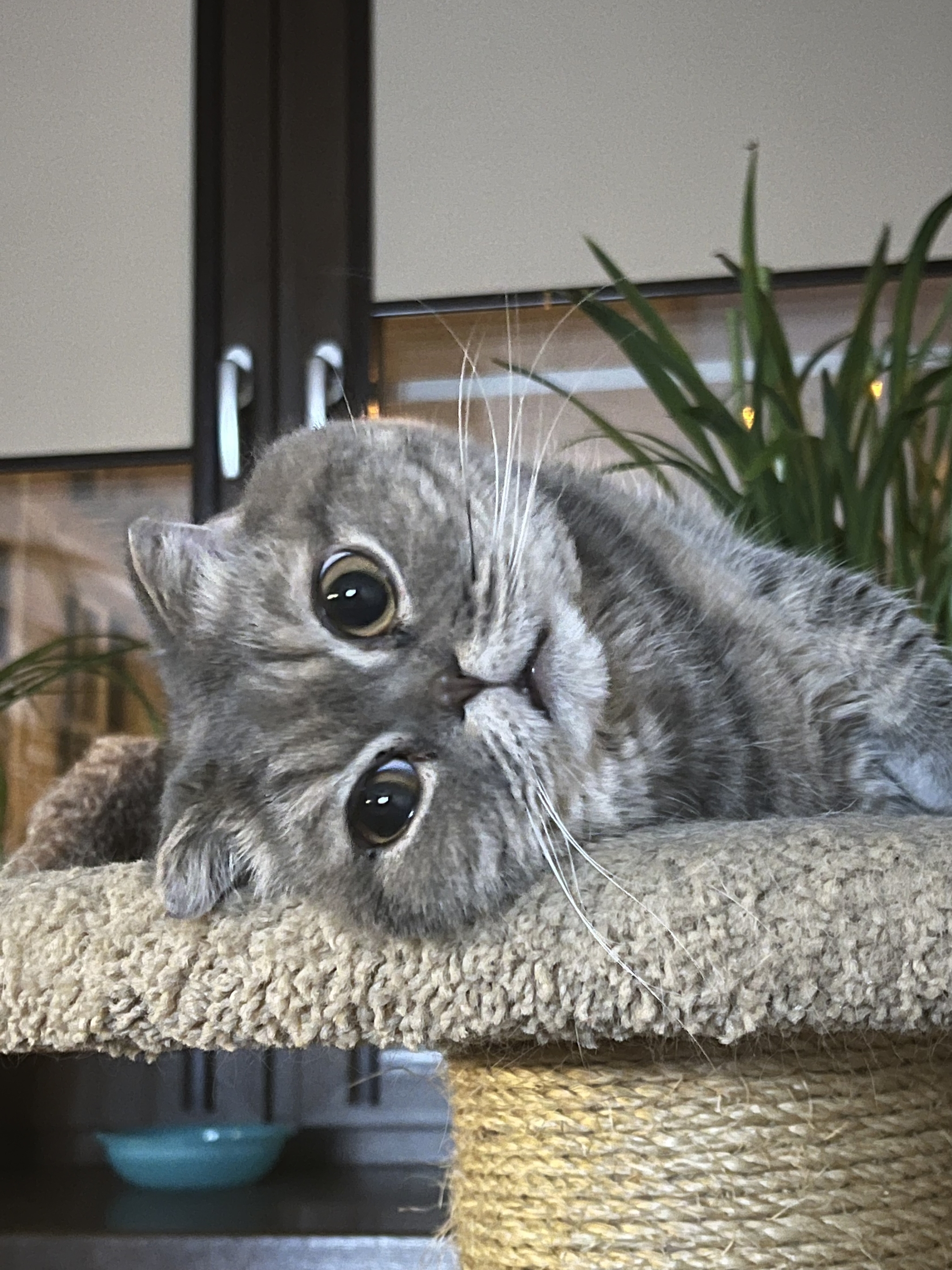 I didn’t beckon, but pet me too) - My, cat, Pet the cat, Scottish lop-eared, The photo