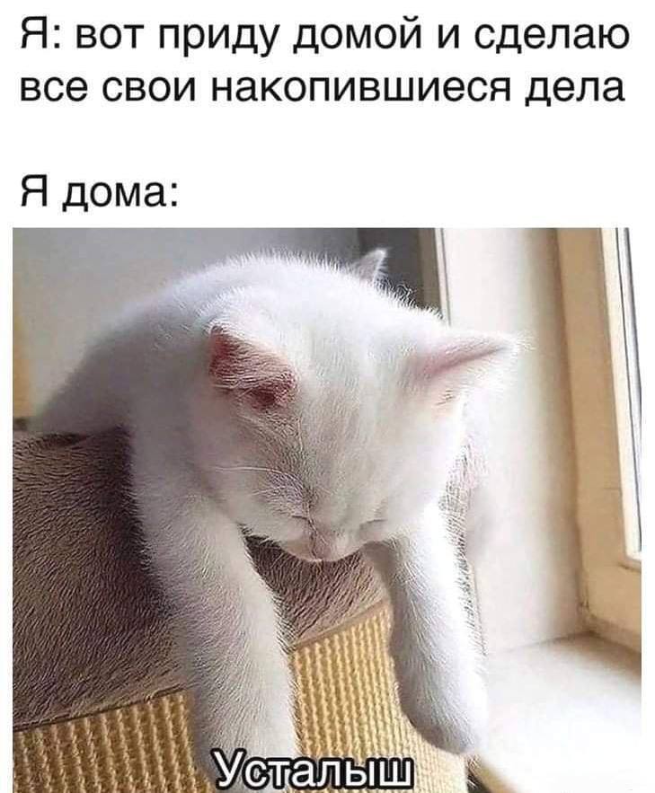 Tired( - cat, Memes, Absurd, Laugh, Picture with text, Sad humor, Subtle humor, Dank memes, Gachimuchi, Strange humor, Joke