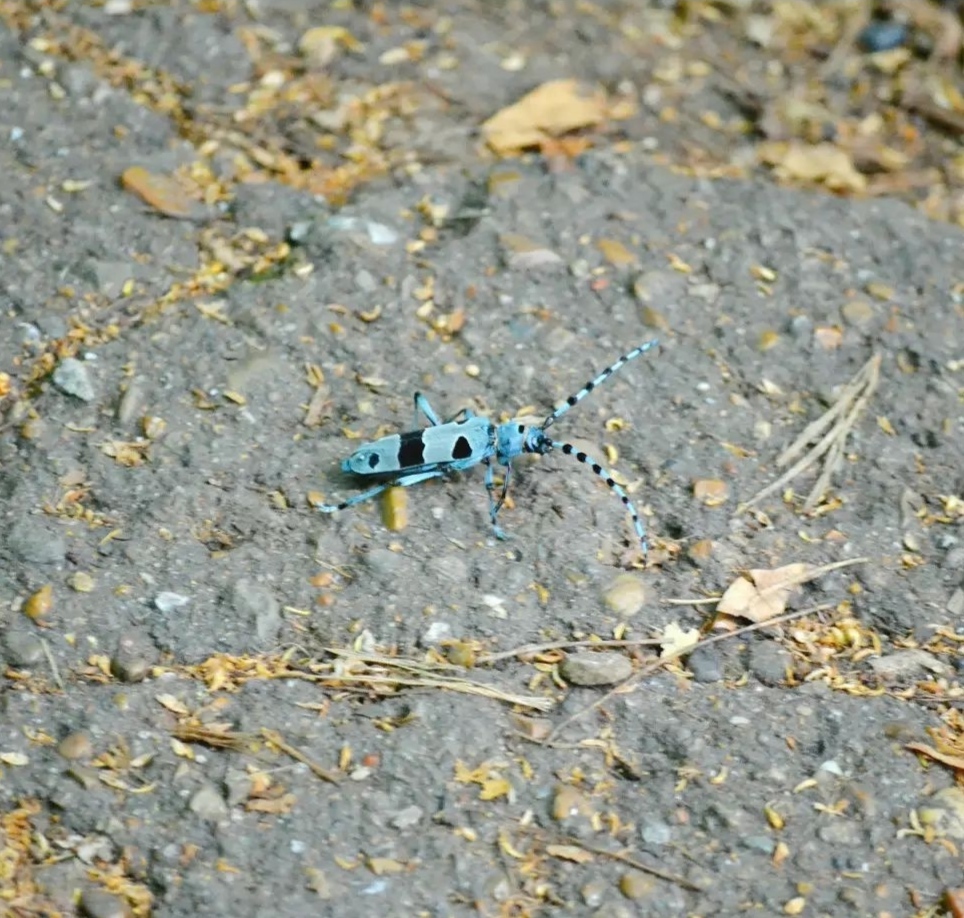 Just a beetle - My, Жуки, Nature, Forest, The photo