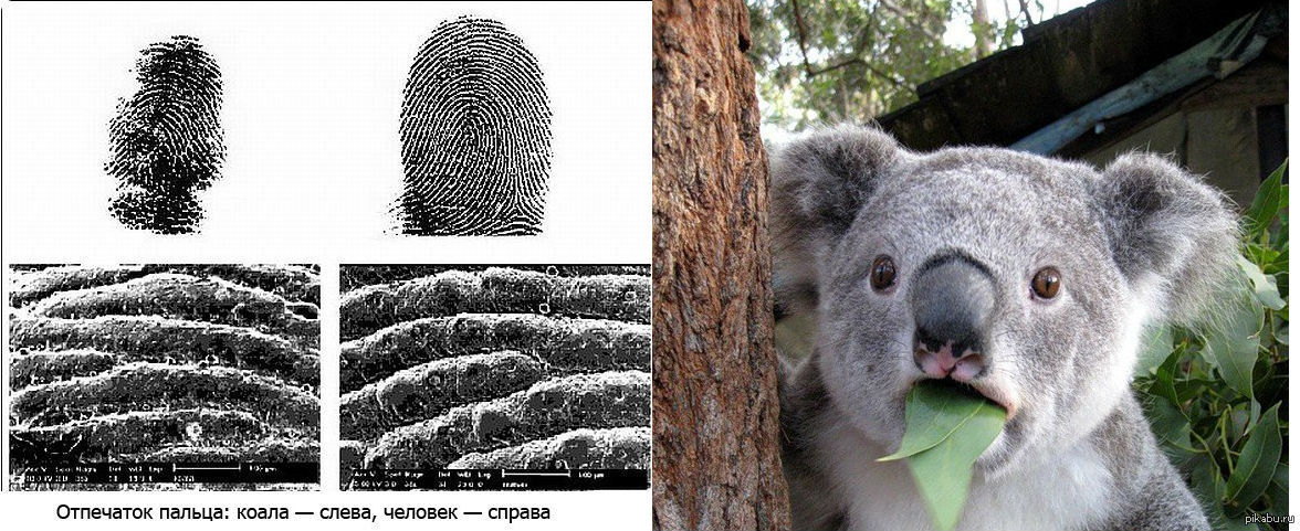 How fingerprinting works - My, Research, The science, Crime, Expertise, IT, Nauchpop, Detective, Longpost