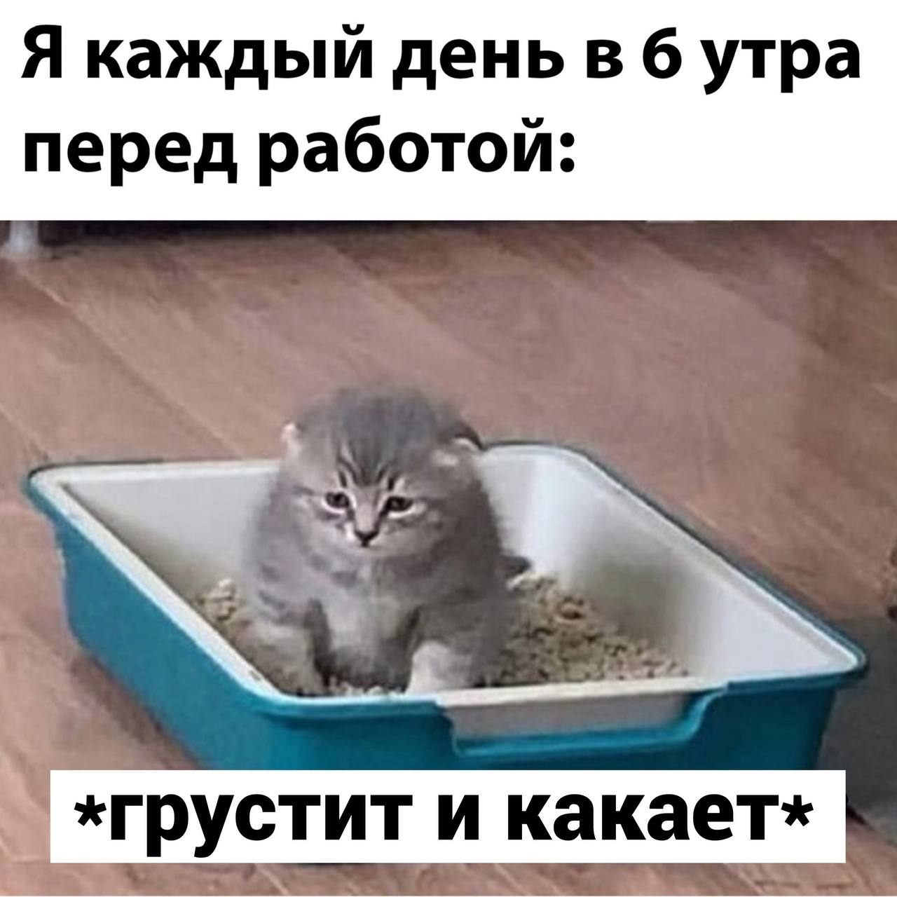 Вроде уже август, а того самого лета так и не было - Картинка с текстом, Грусть, Кот