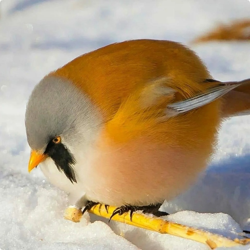 Perfectly round bird - Milota, Birds, Animals, Fluffy, The national geographic, Around the world, Facts, news, Longpost, Passeriformes, Baleen