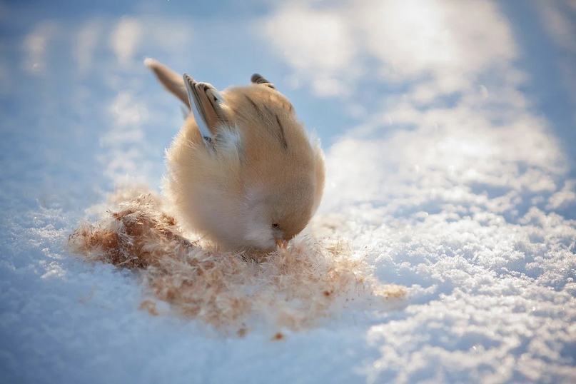 Perfectly round bird - Milota, Birds, Animals, Fluffy, The national geographic, Around the world, Facts, news, Longpost, Passeriformes, Baleen