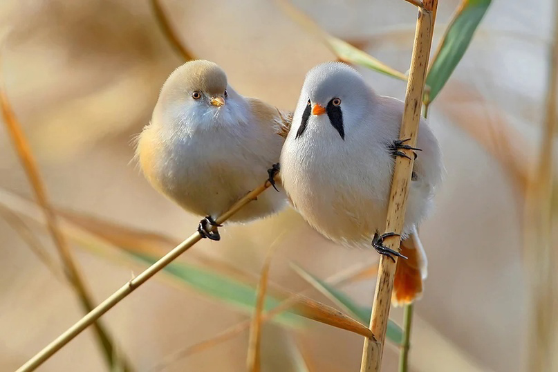 Perfectly round bird - Milota, Birds, Animals, Fluffy, The national geographic, Around the world, Facts, news, Longpost, Passeriformes, Baleen