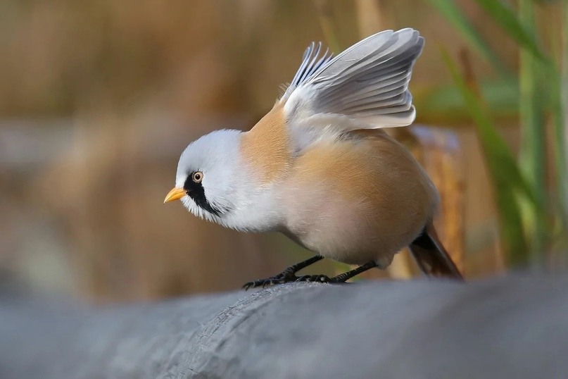 Perfectly round bird - Milota, Birds, Animals, Fluffy, The national geographic, Around the world, Facts, news, Longpost, Passeriformes, Baleen