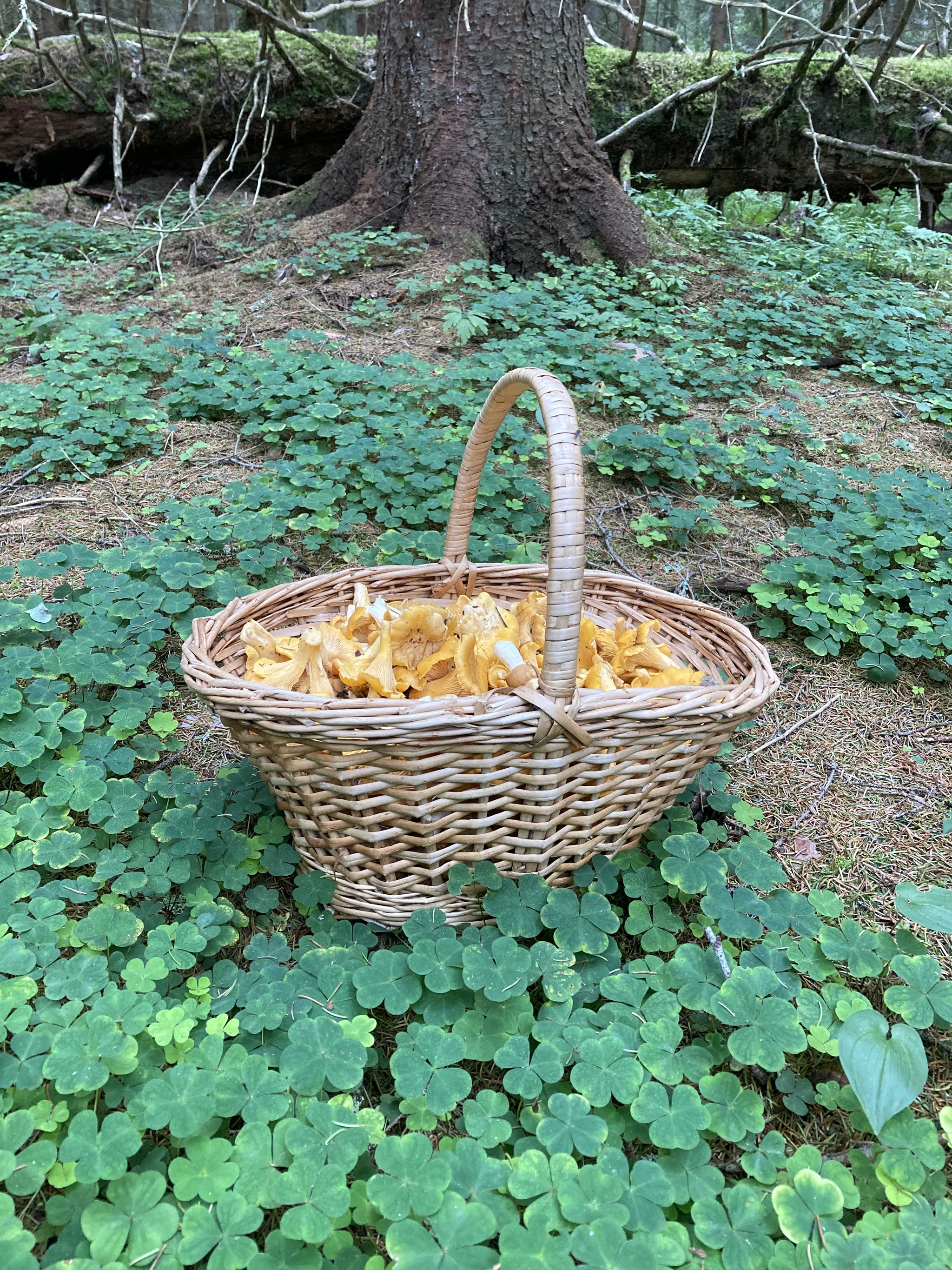 Mushrooms of the Leningrad region. 2022. Part 1 - My, Mushrooms, Silent hunt, Sosnovo, Forest, beauty, Nature, Leningrad region, Longpost