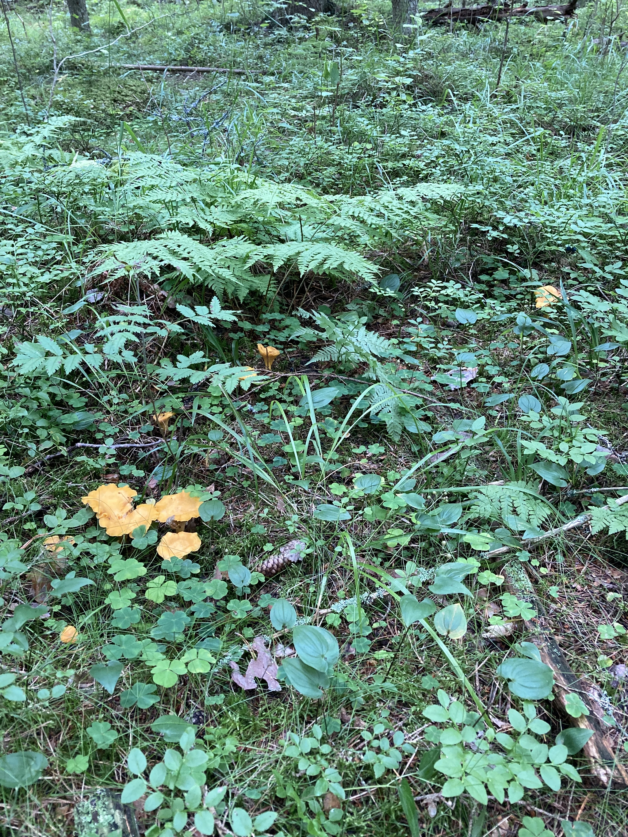 Mushrooms of the Leningrad region. 2022. Part 1 - My, Mushrooms, Silent hunt, Sosnovo, Forest, beauty, Nature, Leningrad region, Longpost