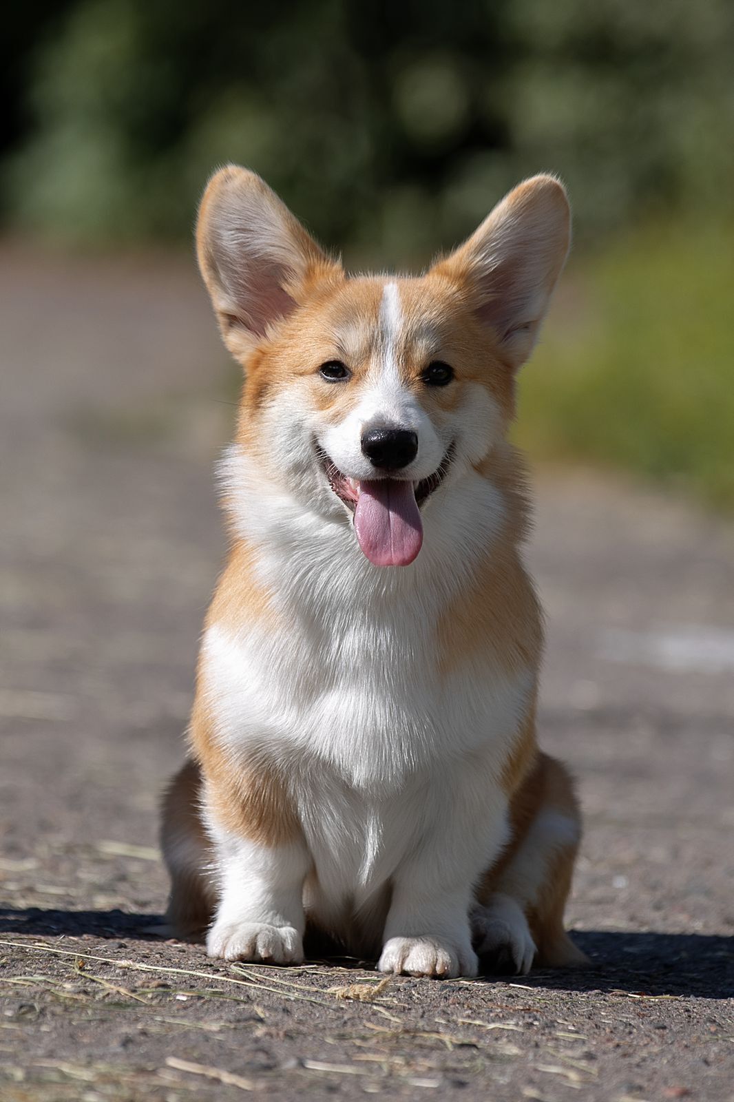 How Ozon Made One Corgi Sad - My, Negative, Ozon, Consumer rights Protection, A complaint, Longpost, Corgi