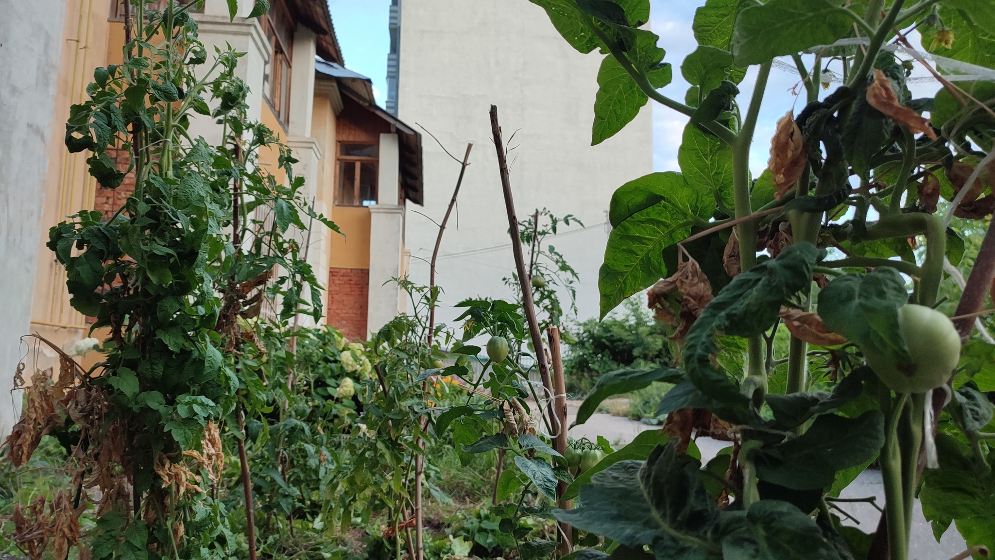 Plant tomatoes under a balcony in a city among high-rise buildings. My - so far successful - experience - My, Garden, Tomatoes, Adjacent territory, Longpost, Video, Youtube