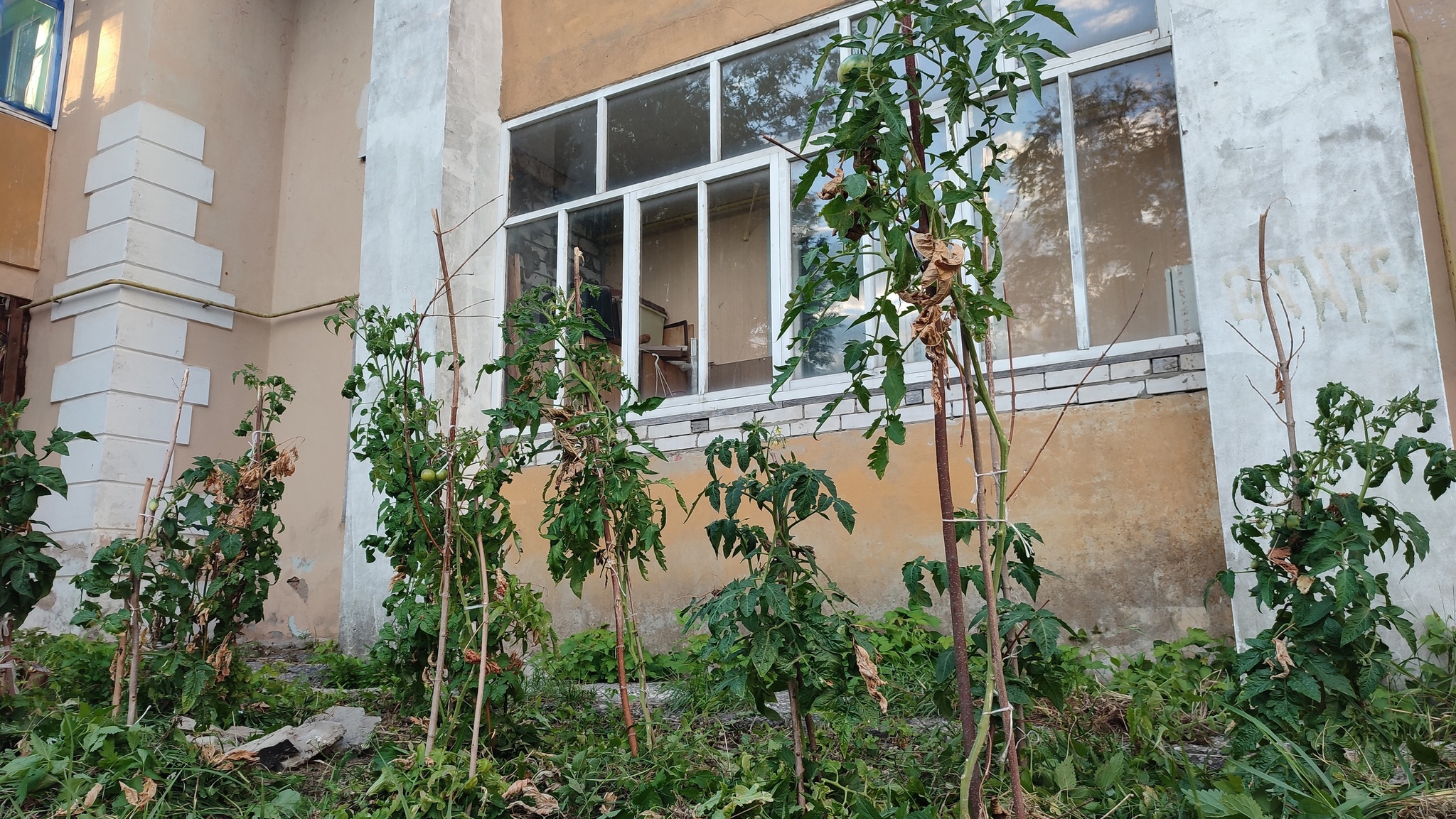 Plant tomatoes under a balcony in a city among high-rise buildings. My - so far successful - experience - My, Garden, Tomatoes, Adjacent territory, Longpost, Video, Youtube