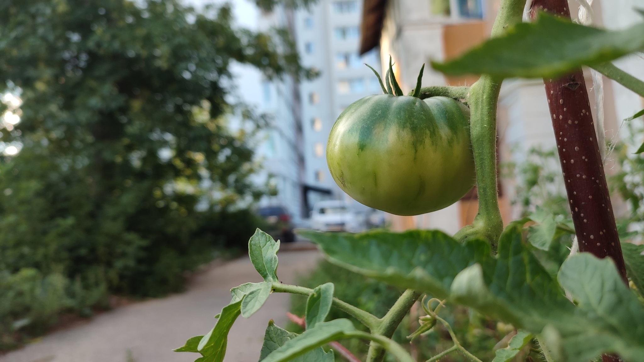 Plant tomatoes under a balcony in a city among high-rise buildings. My - so far successful - experience - My, Garden, Tomatoes, Adjacent territory, Longpost, Video, Youtube