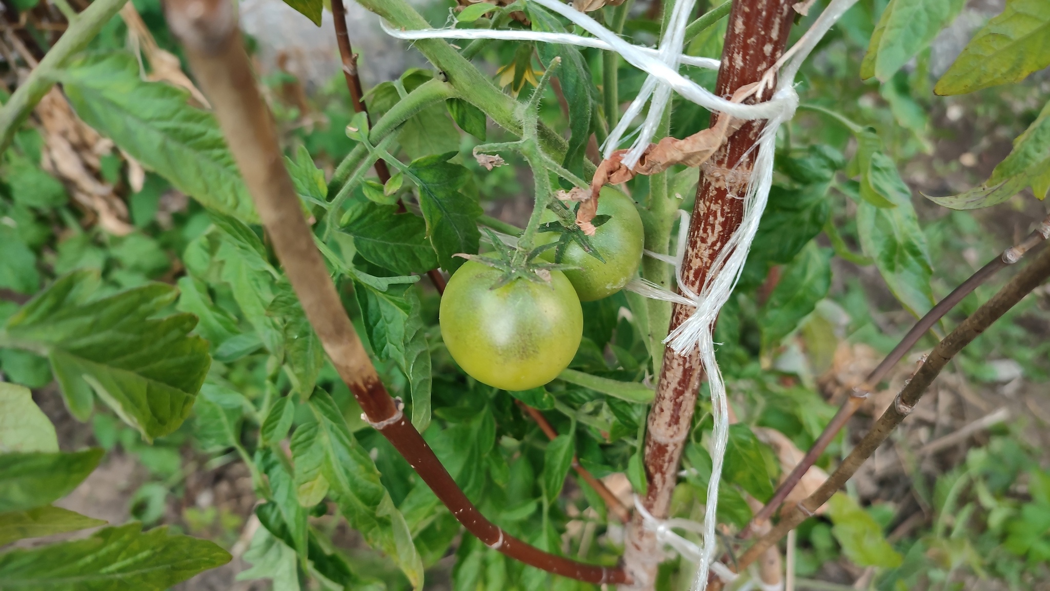 Plant tomatoes under a balcony in a city among high-rise buildings. My - so far successful - experience - My, Garden, Tomatoes, Adjacent territory, Longpost, Video, Youtube