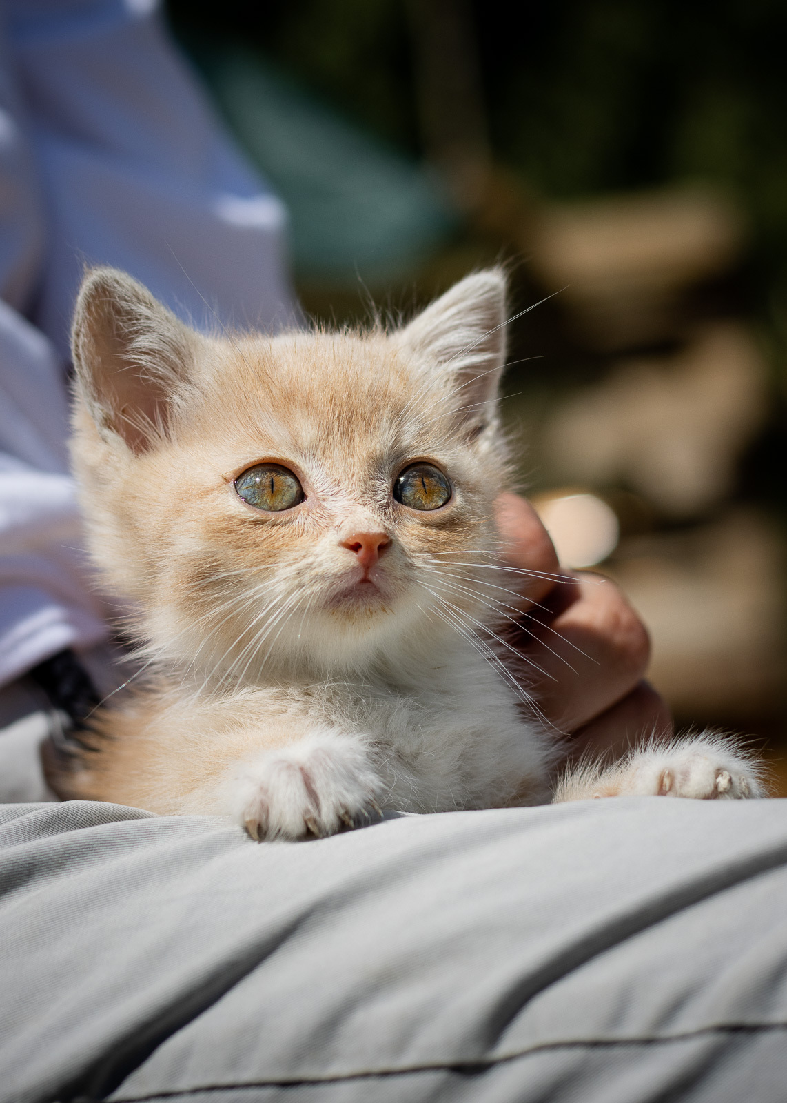 Tutta. girl with cosmic eyes - My, Kittens, Help, The rescue, Animal Rescue, In good hands, Shelter, Animal shelter, Milota, Longpost, Moscow, Moscow region, cat