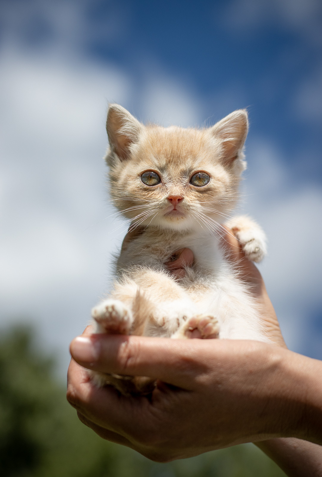 Tutta. girl with cosmic eyes - My, Kittens, Help, The rescue, Animal Rescue, In good hands, Shelter, Animal shelter, Milota, Longpost, Moscow, Moscow region, cat