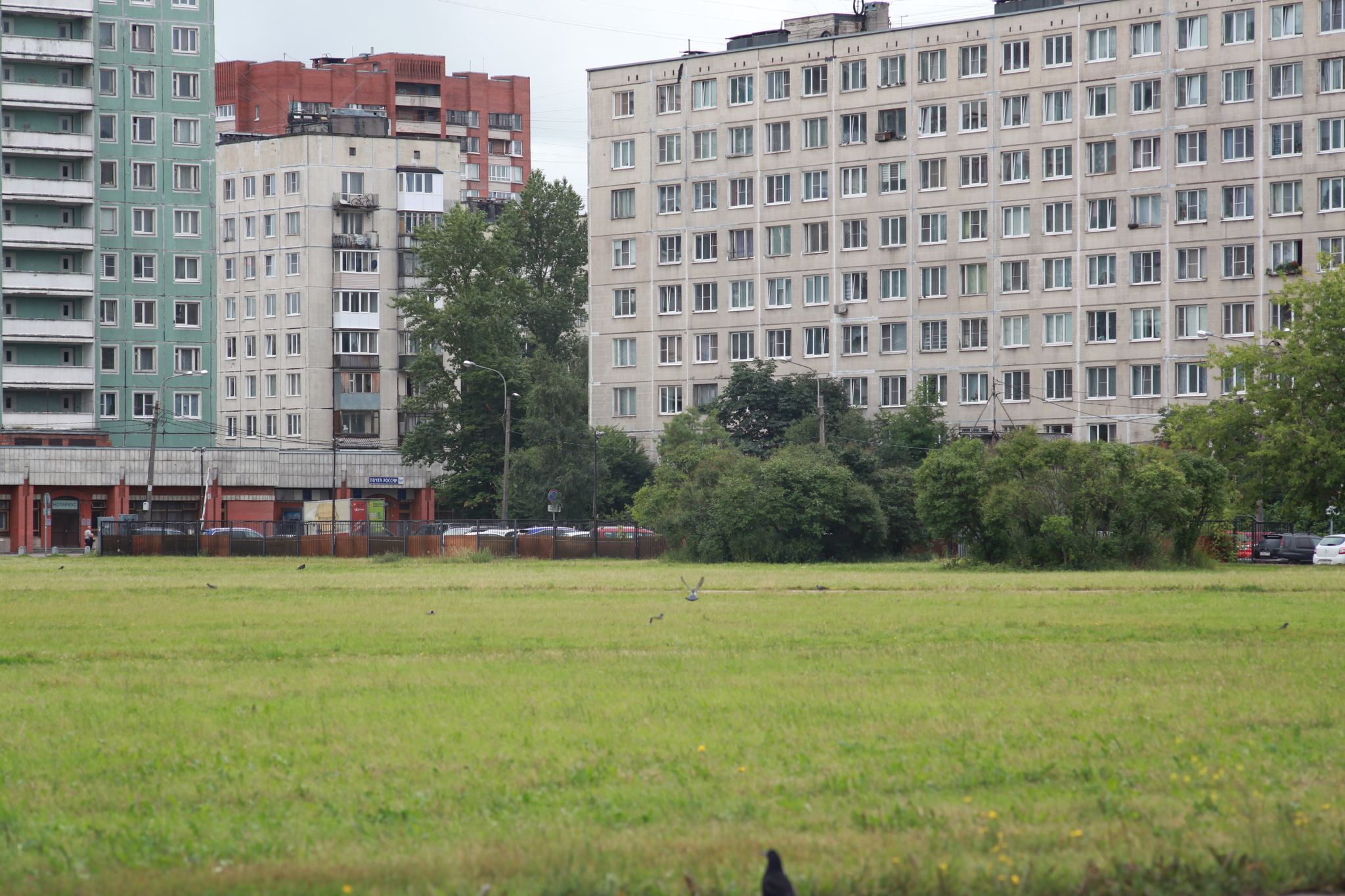 Summer Peter 2 (Kupchino) - My, Beginning photographer, Town, Nature, Animals, Saint Petersburg, I want criticism, Canon, Soviet lenses, Longpost, The photo